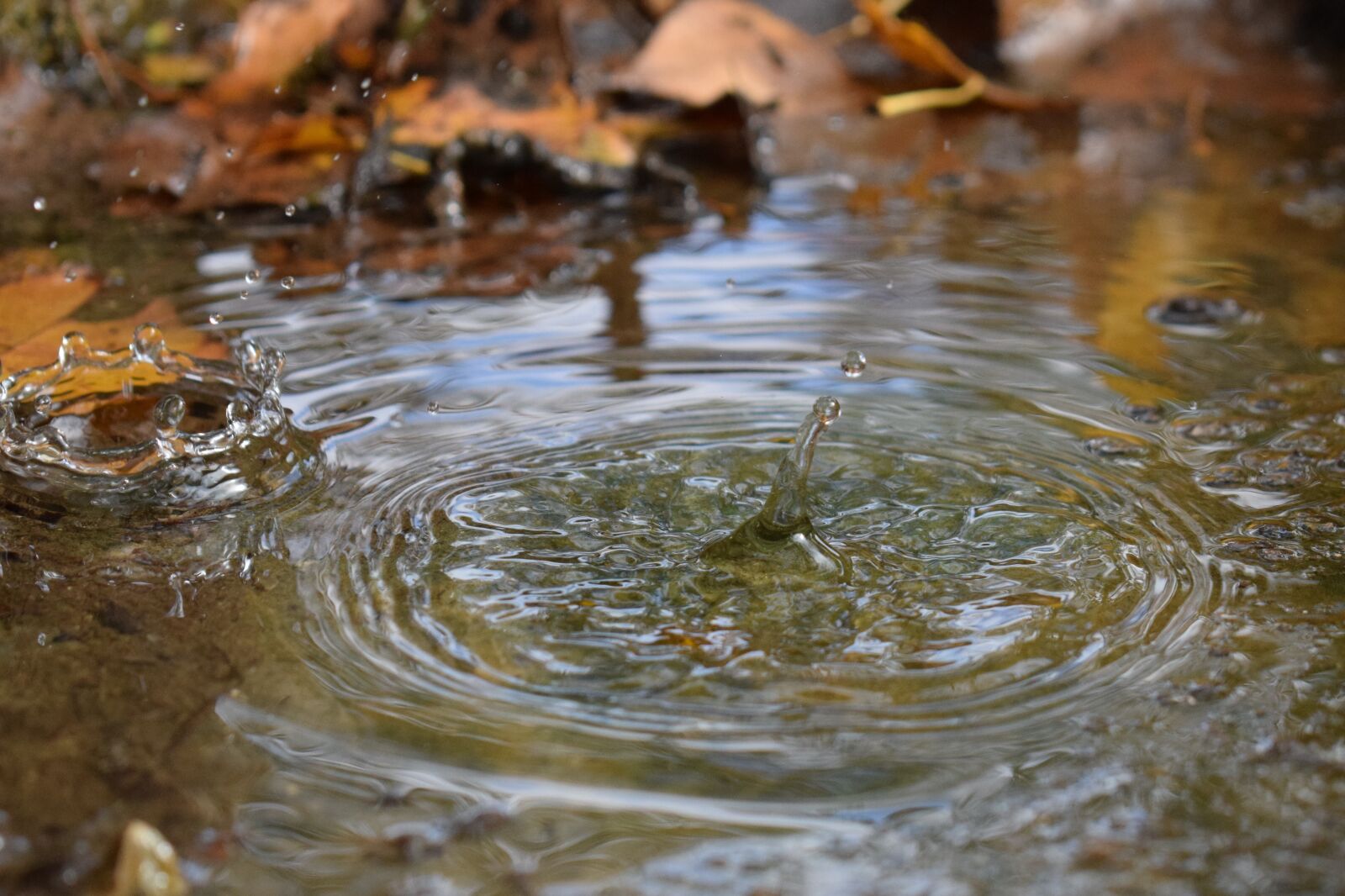 Nikon D3300 sample photo. Water, drops, autumn photography