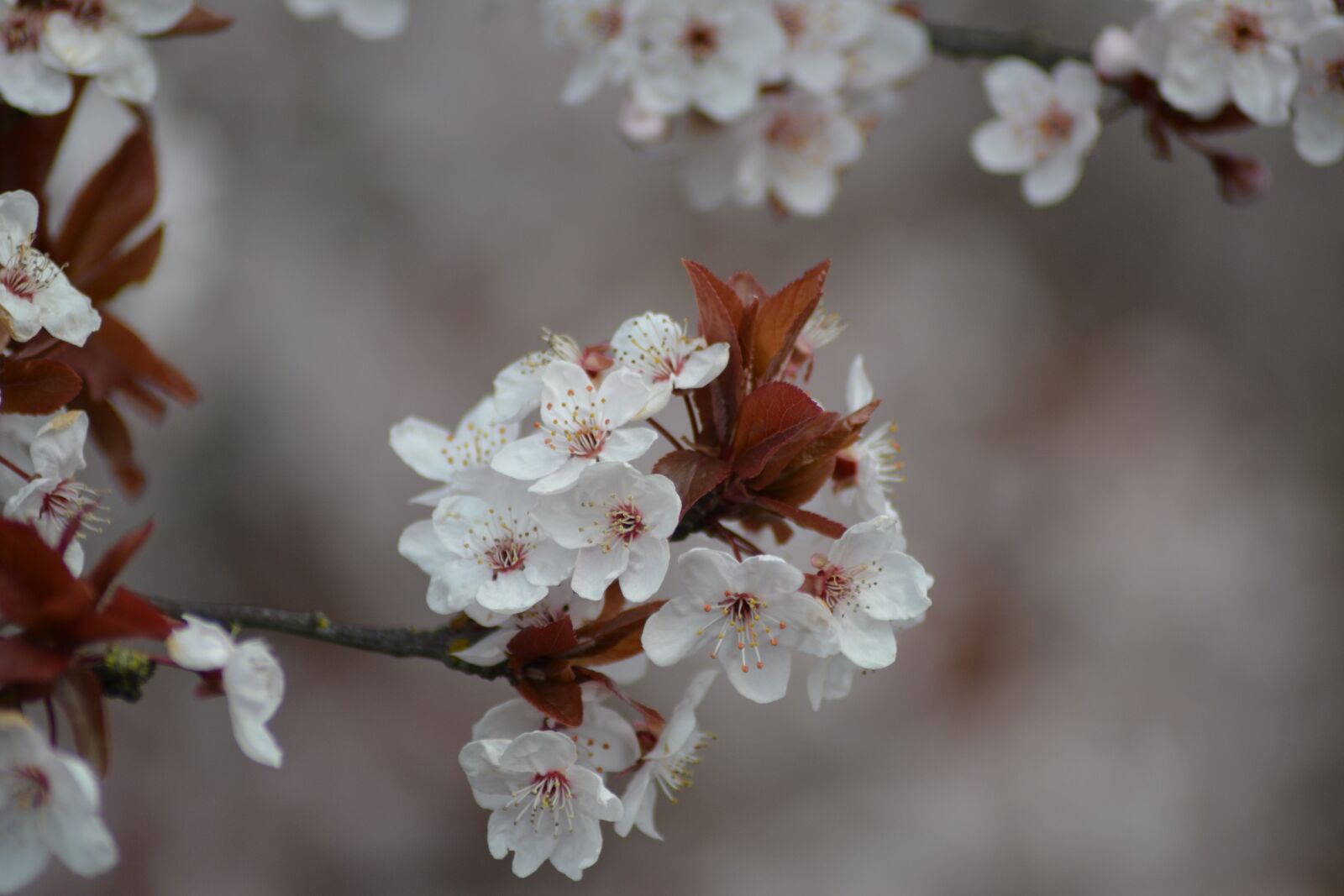 Nikon D5200 sample photo. Bloom, wood, cherry wood photography