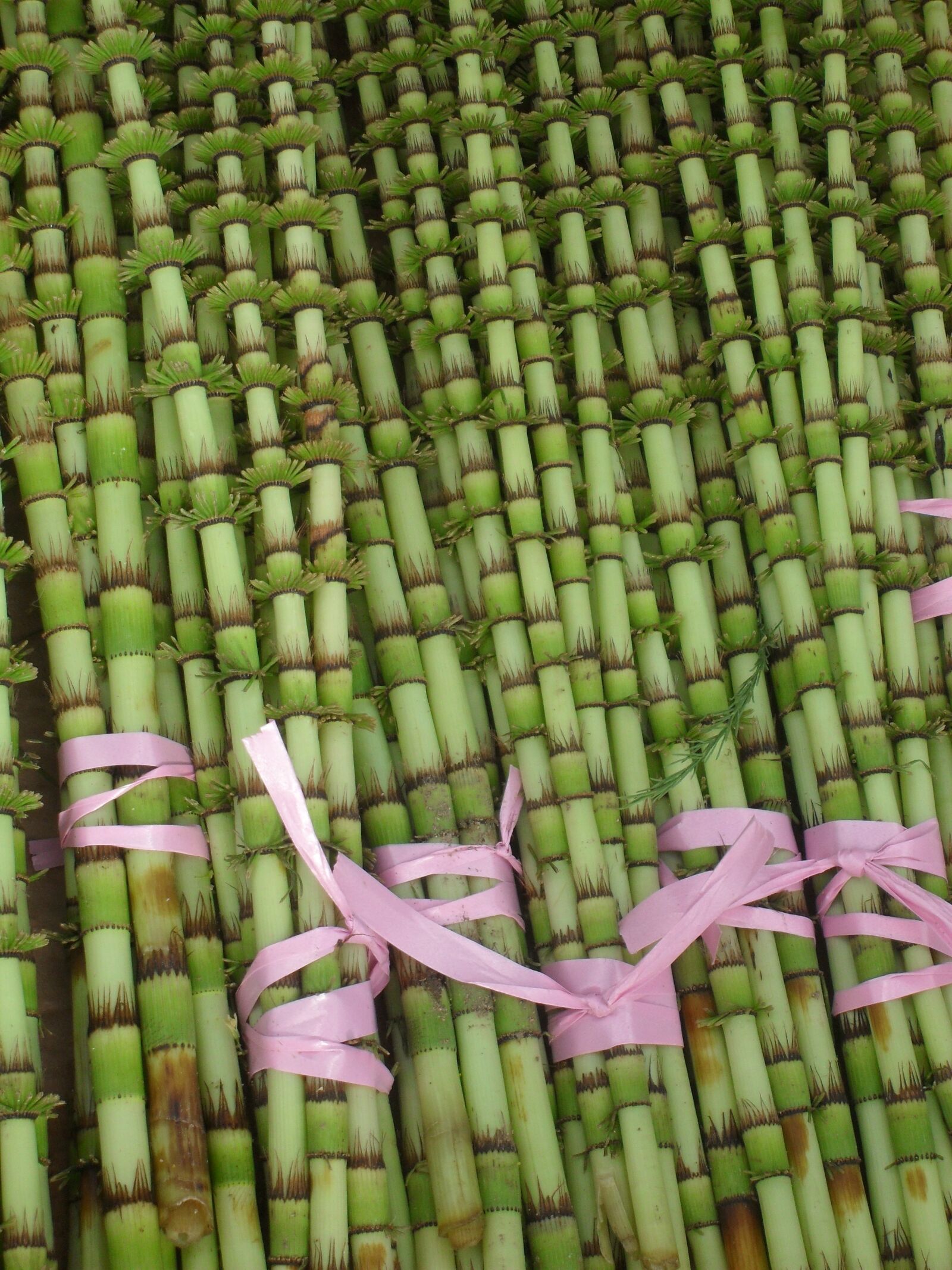 Samsung PL50 / VLUU PL50 /  SL202 sample photo. Bamboo, green, plant photography