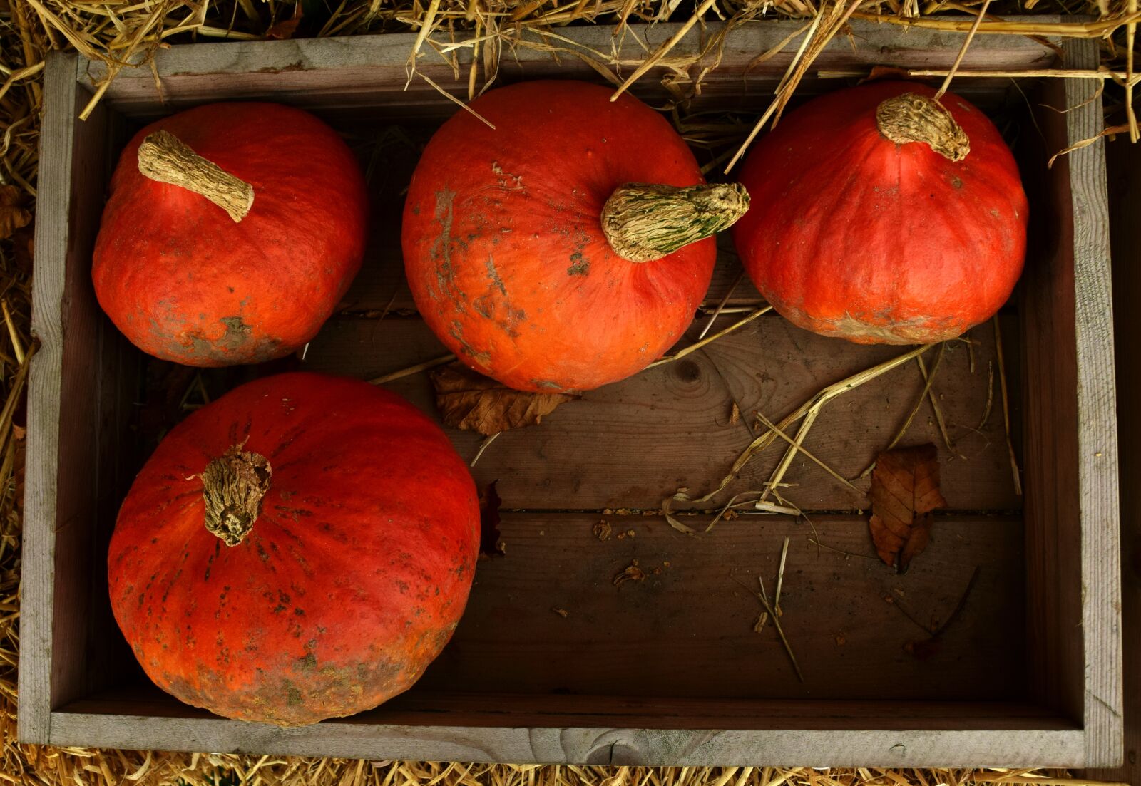 Nikon D3300 sample photo. Pumpkin, hokkaido, hokkaido pumpkin photography