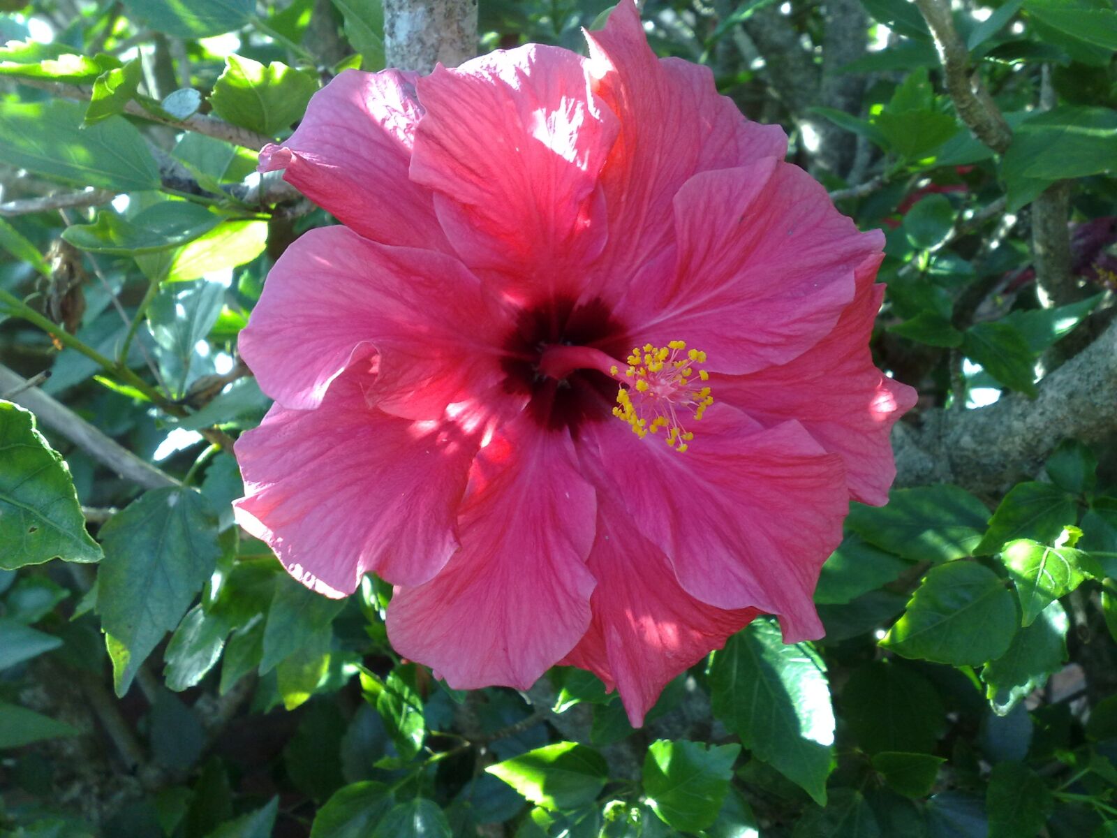 Nokia N82 sample photo. Flower, hibiscus, tropical photography