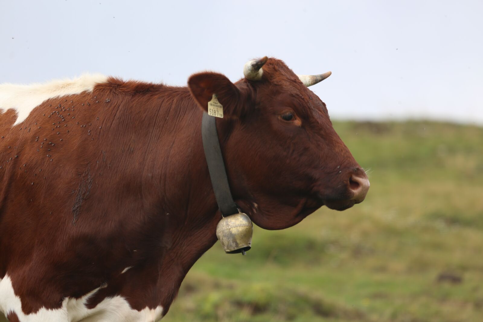 Canon EF 100-400mm F4.5-5.6L IS USM sample photo. Cow, beef, head photography