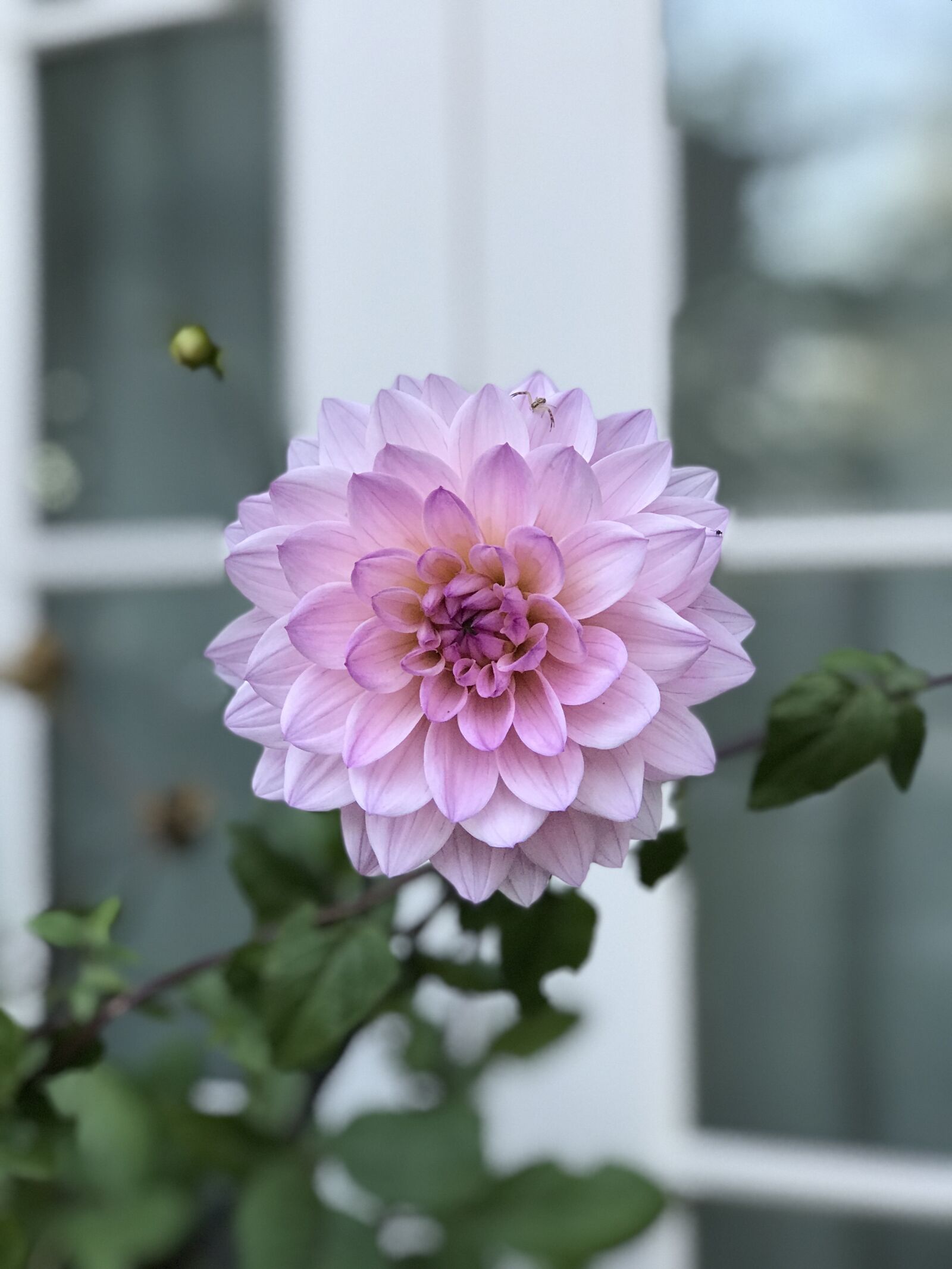 iPhone 7 Plus back dual camera 6.6mm f/2.8 sample photo. Dahlia, floral, flower photography