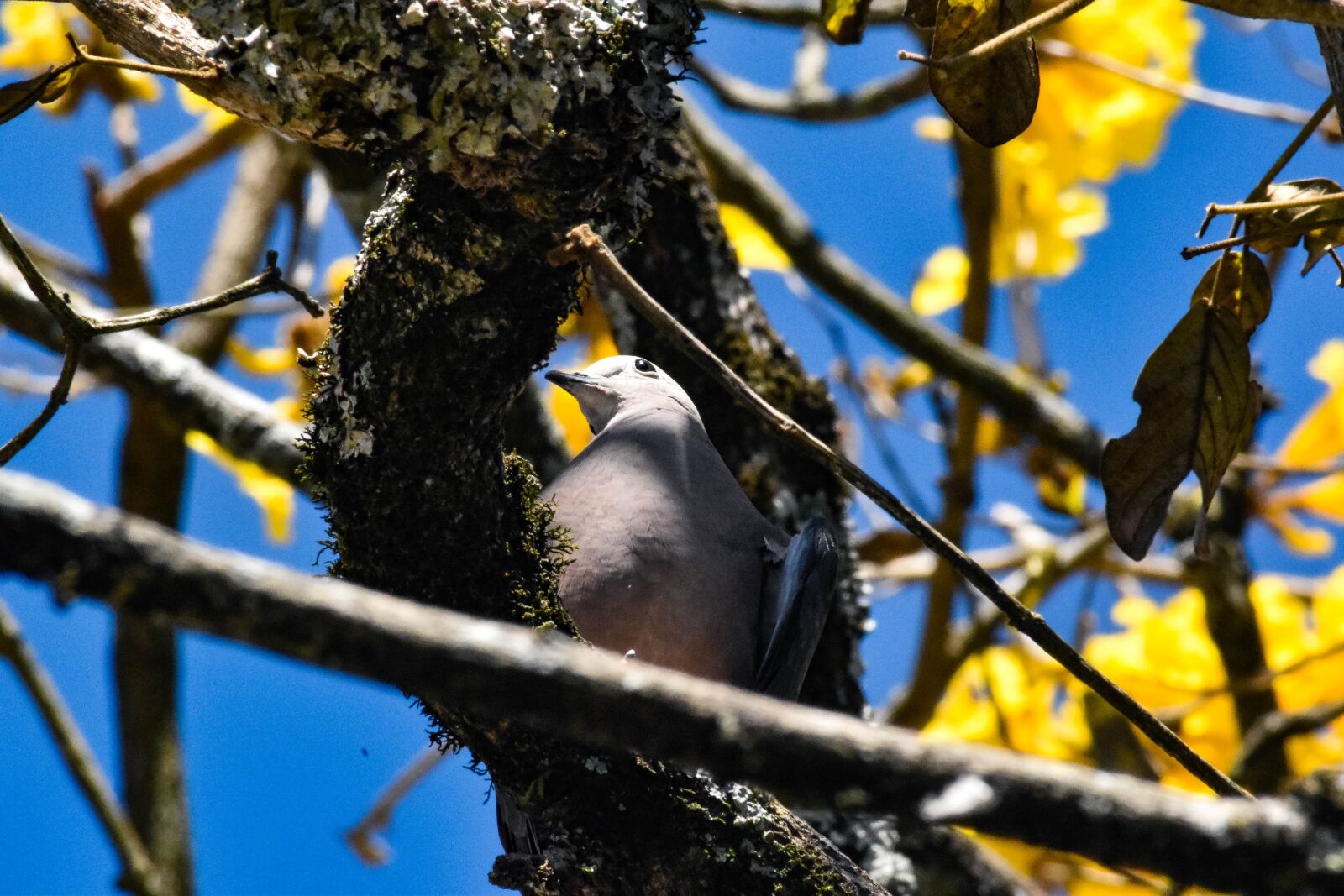 Nikon D5500 sample photo. Bird, tree, nature photography