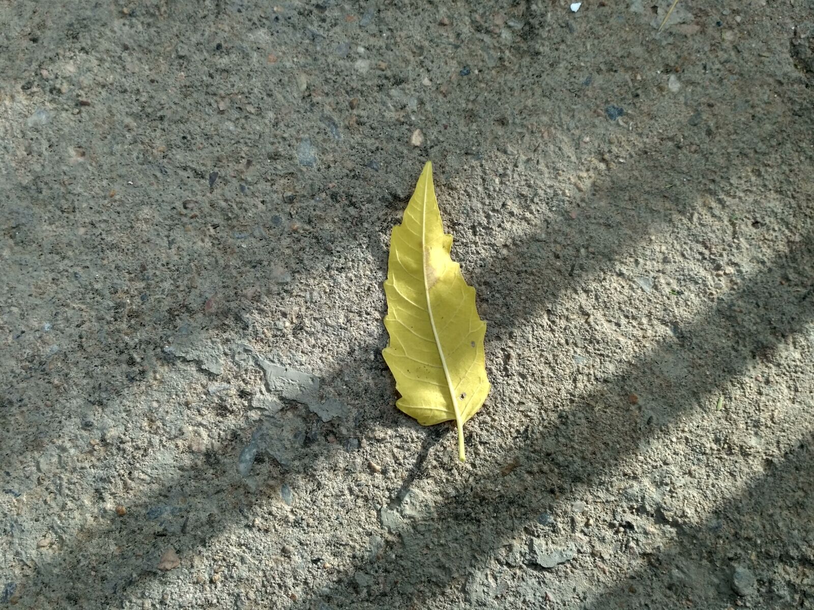 Xiaomi Redmi 3S sample photo. Tree, green, yellow photography