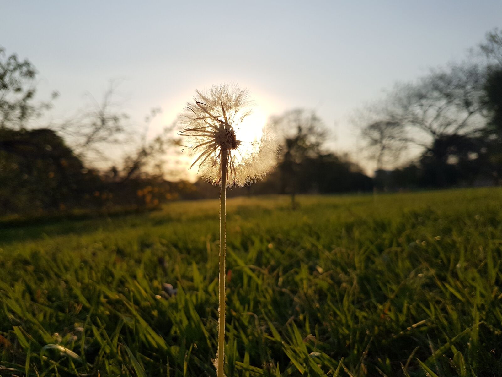 Samsung Galaxy S7 Edge sample photo. Tooth-of-lion, flower, landscape photography