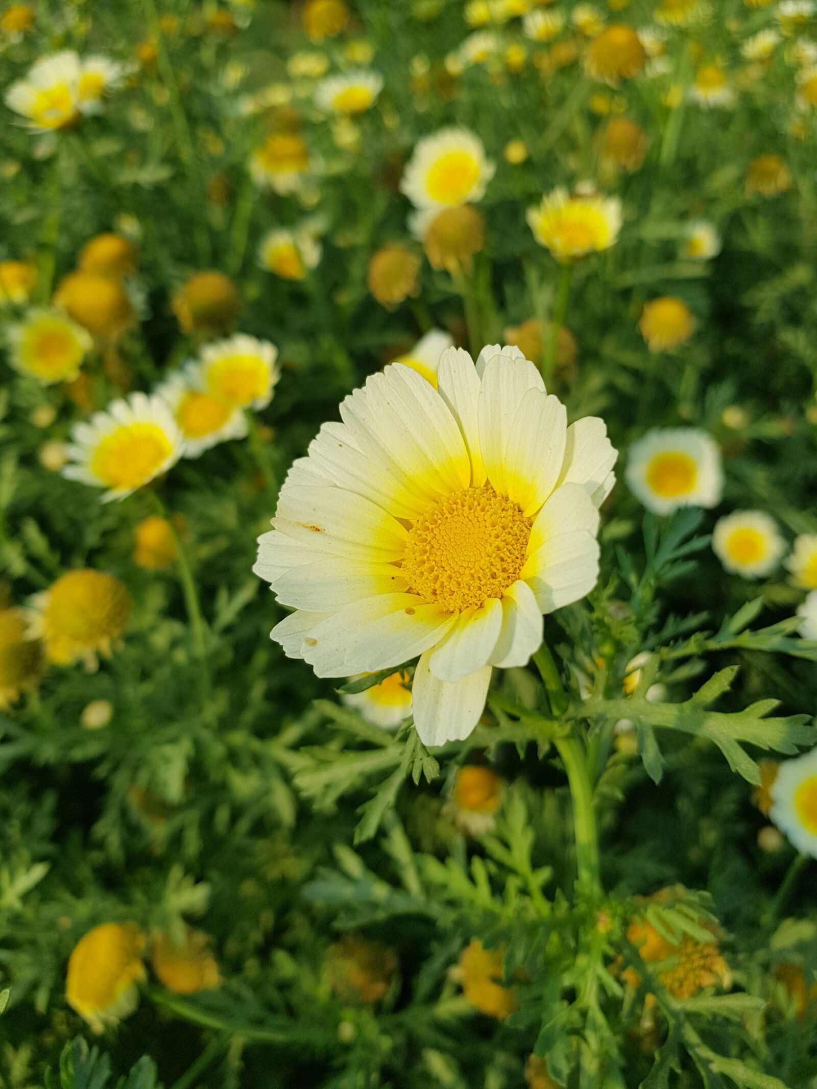 Samsung Galaxy S8+ sample photo. Flowers, agriculture, leafs photography