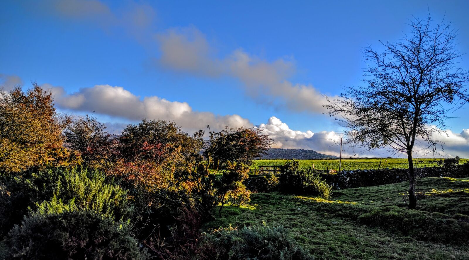 Google Nexus 6P sample photo. Trees, countryside, landscape photography