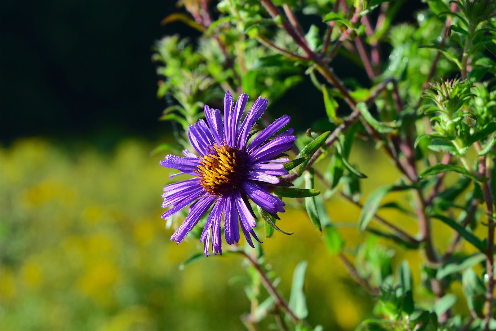 Nikon D3300 sample photo. Flower, macro, purple photography