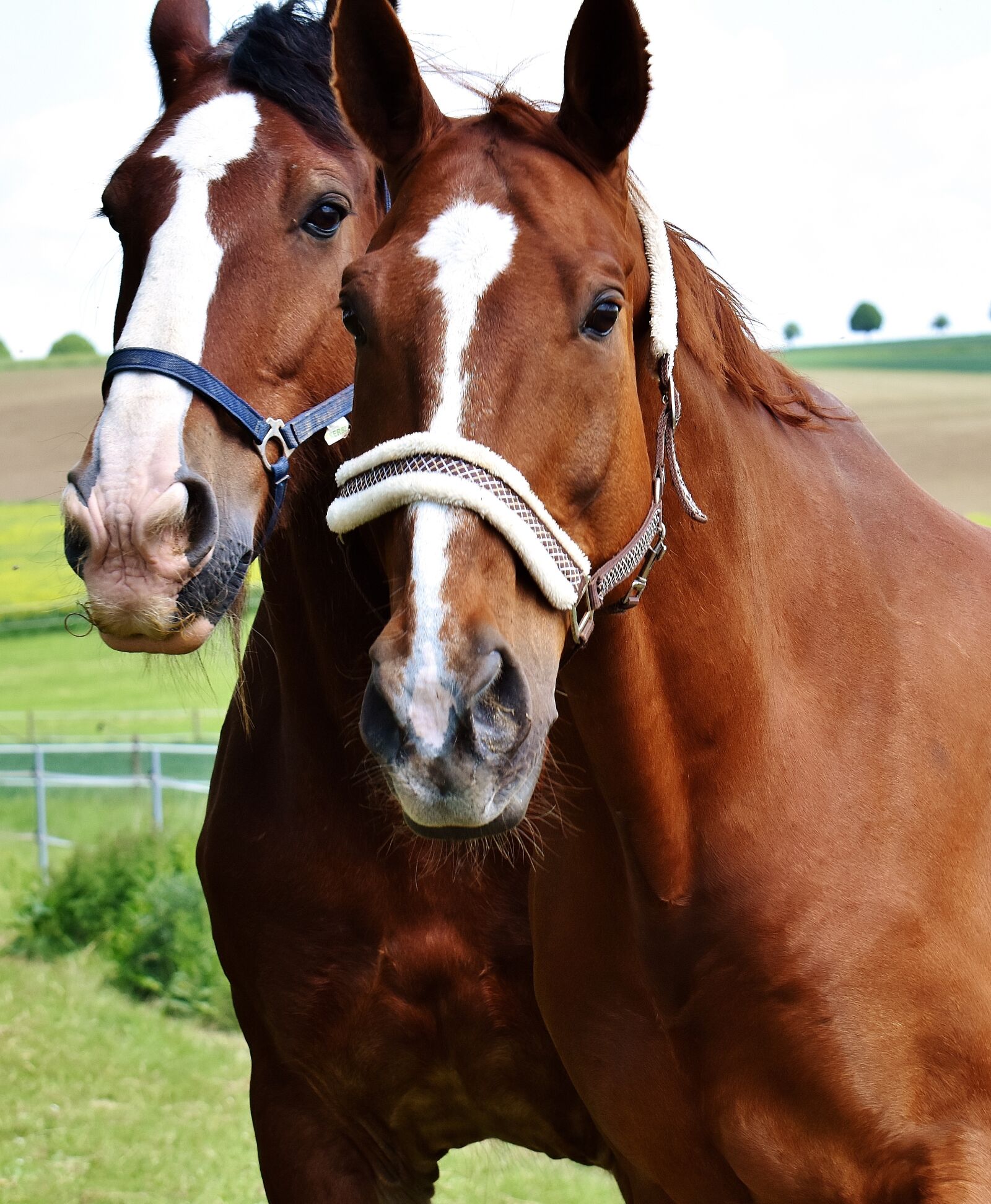 Nikon D7200 sample photo. Horses, for two, coupling photography