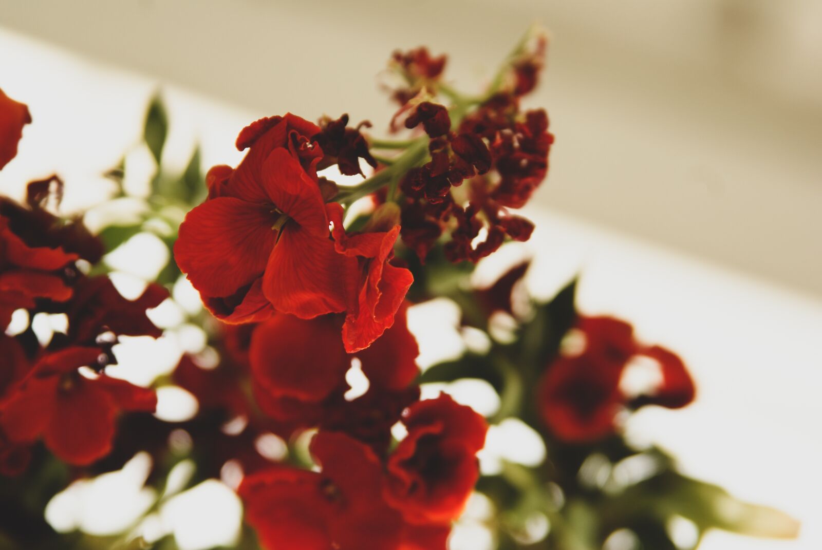 Sony Alpha DSLR-A200 sample photo. Flower, red, bloom photography