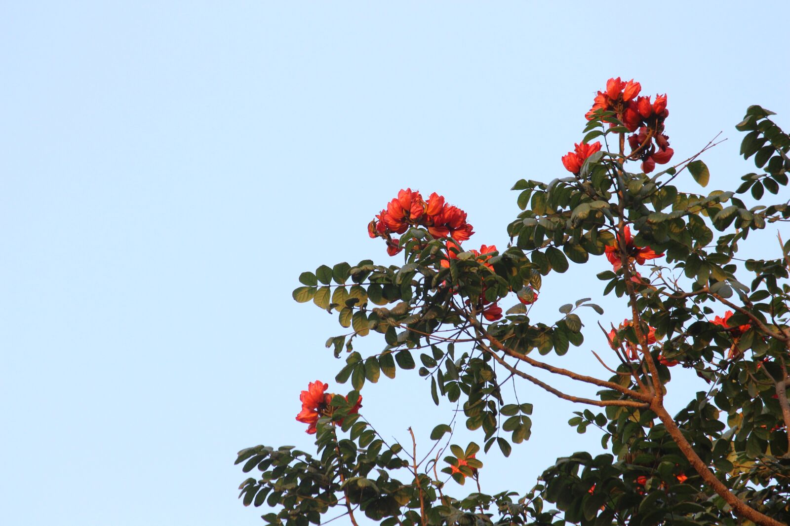 Canon EOS 700D (EOS Rebel T5i / EOS Kiss X7i) sample photo. Tree, branch, nature photography