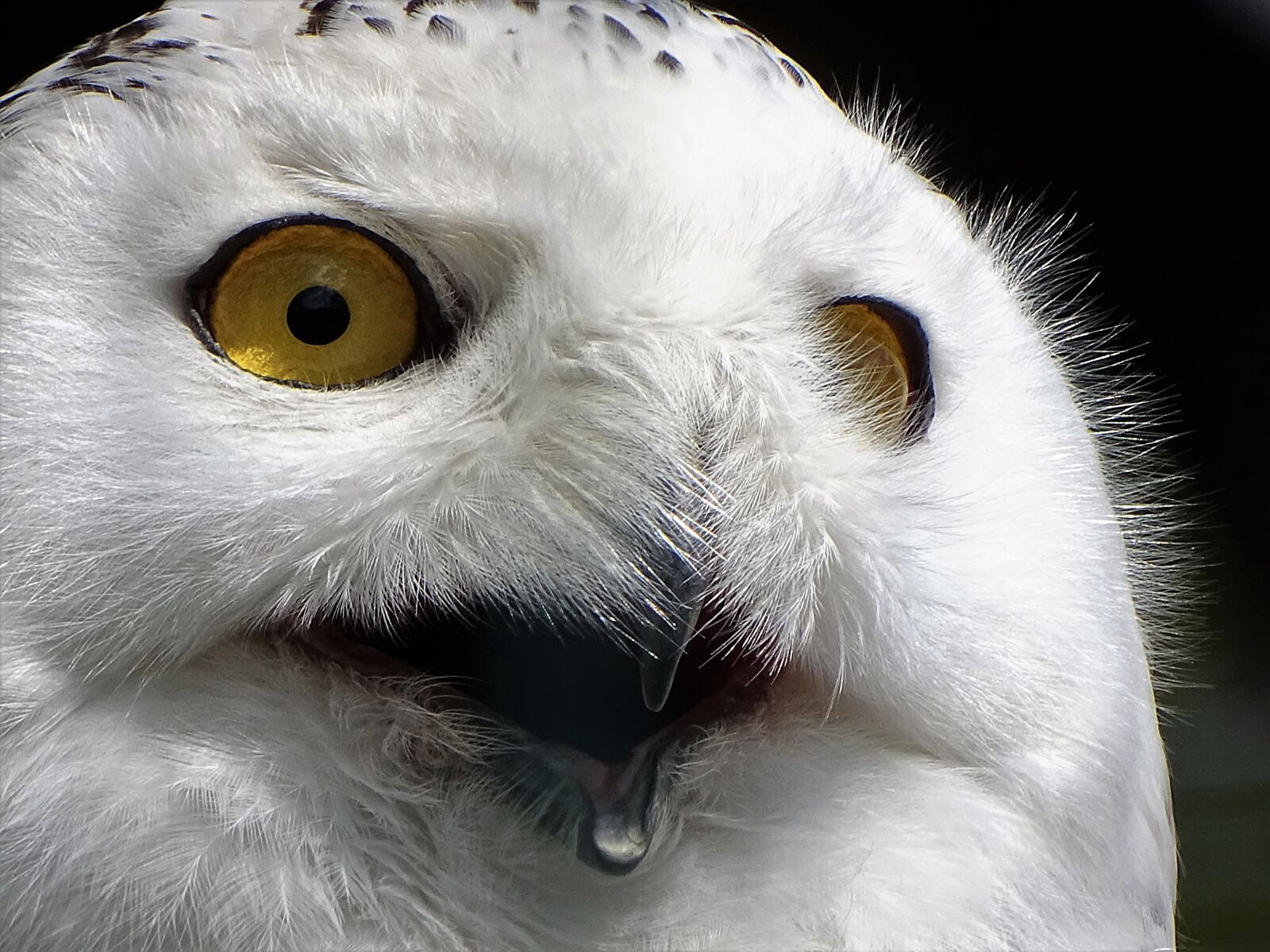 Sony Cyber-shot DSC-HX400V sample photo. Snowy owl, expression, eyes photography