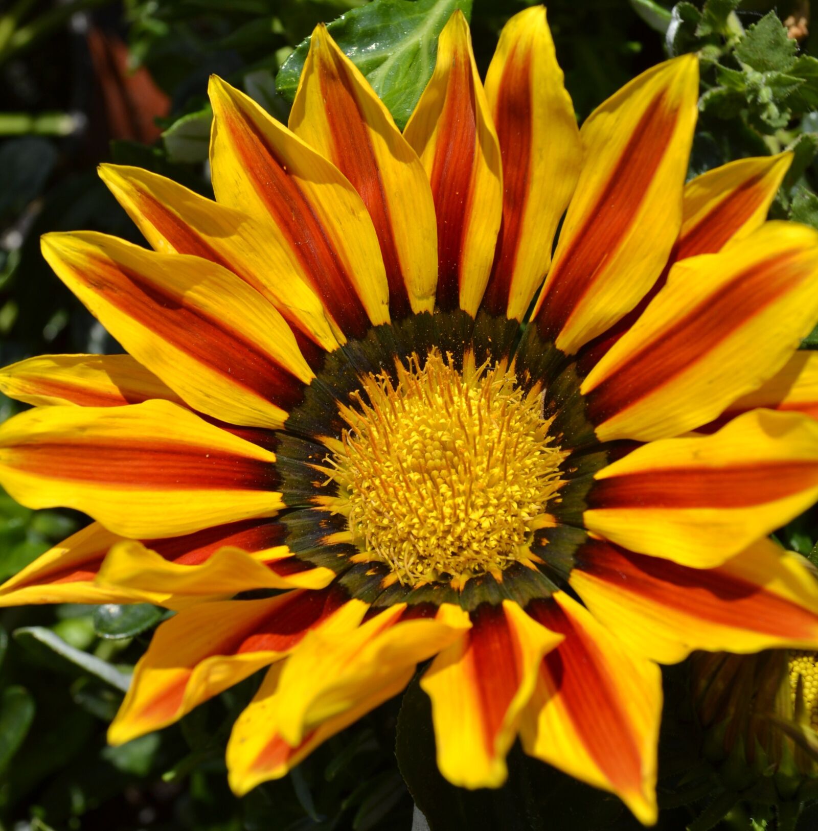 Nikon D3100 sample photo. Yellow flower, sun flower photography