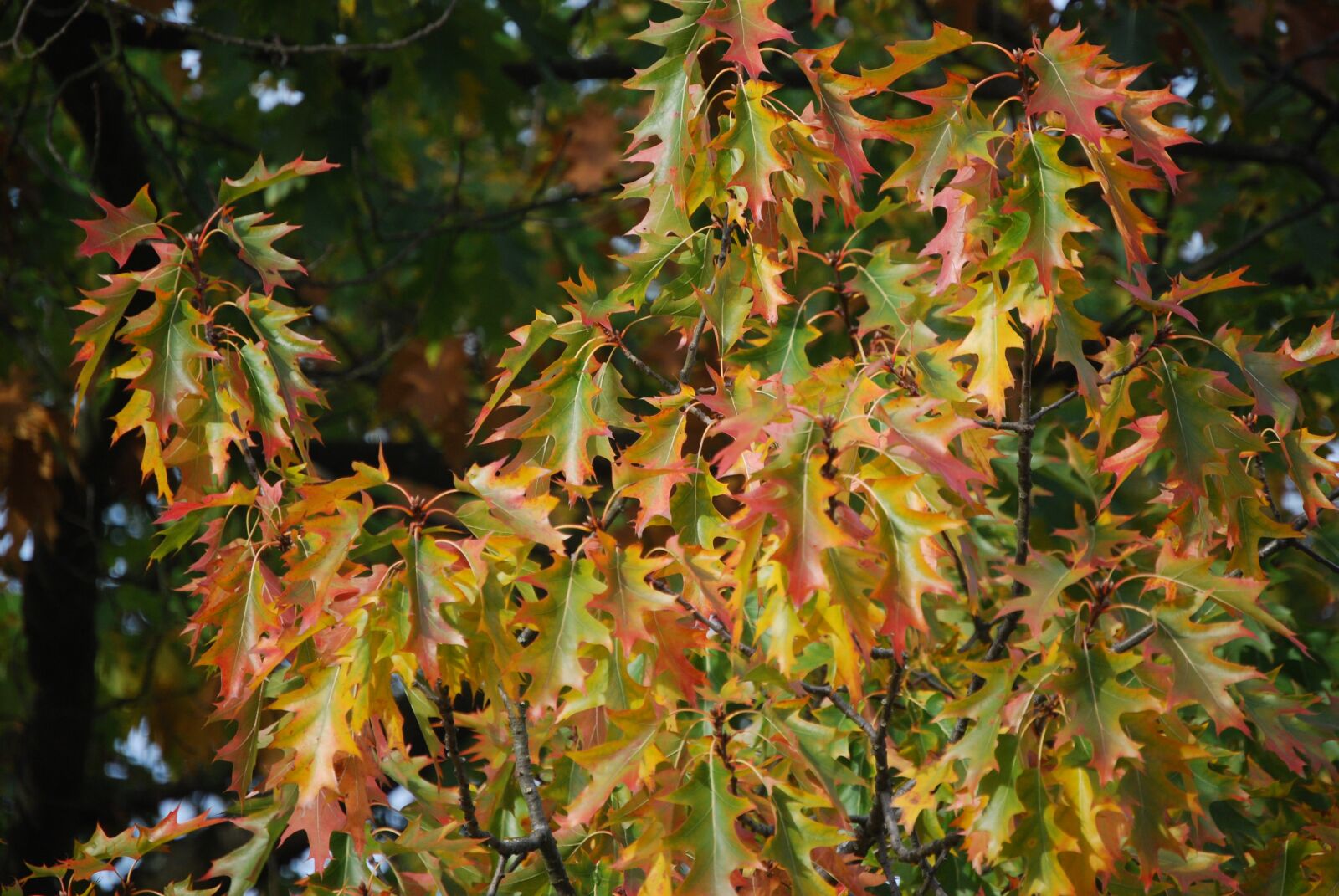 Nikon D40X sample photo. Fall color, fall foliage photography