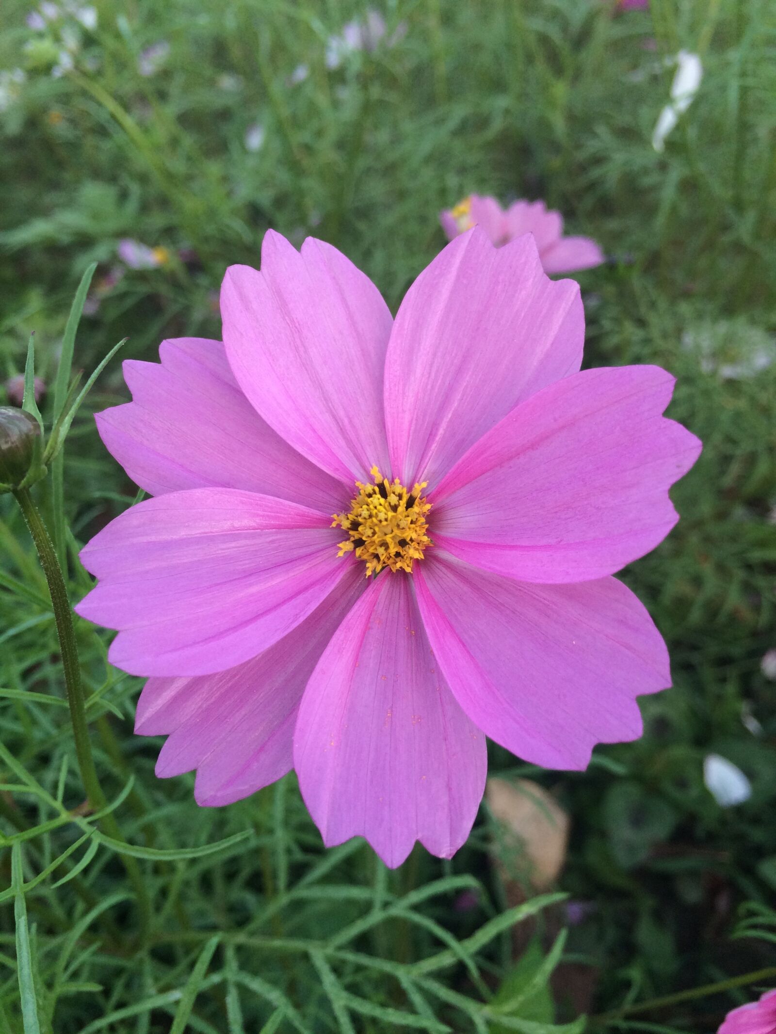 iPhone 5s back camera 4.15mm f/2.2 sample photo. Nature, summer, flower photography
