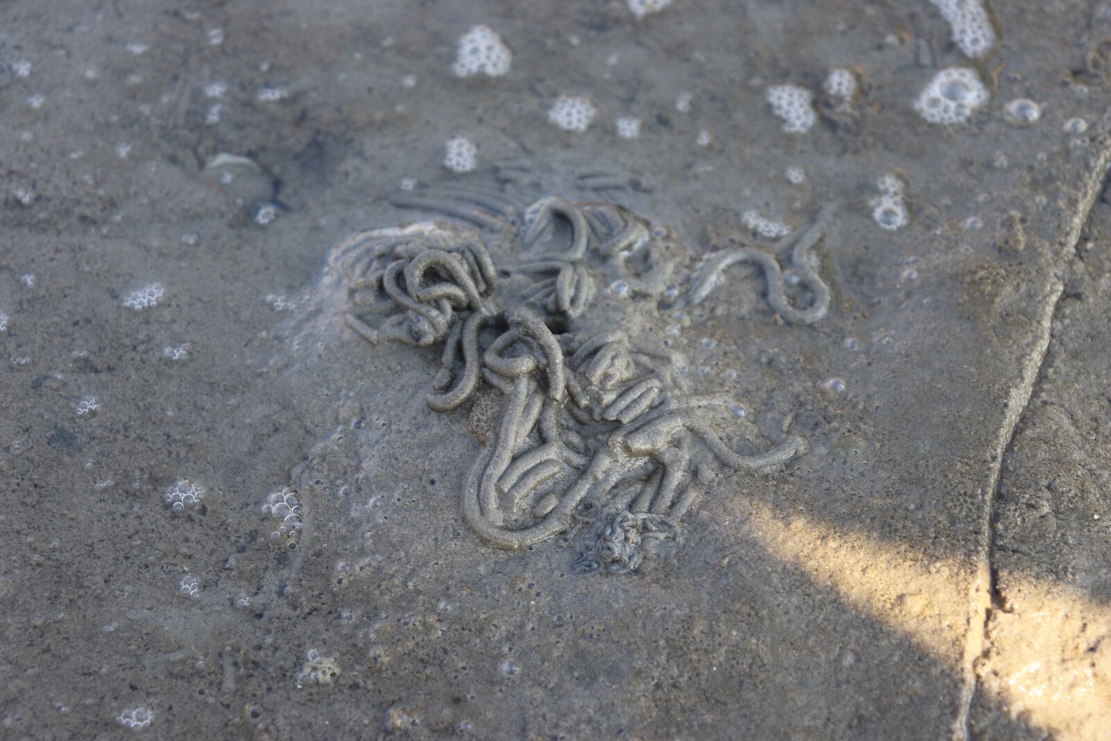 Canon EOS 200D (EOS Rebel SL2 / EOS Kiss X9) sample photo. Wadden sea, lugworm, worm photography