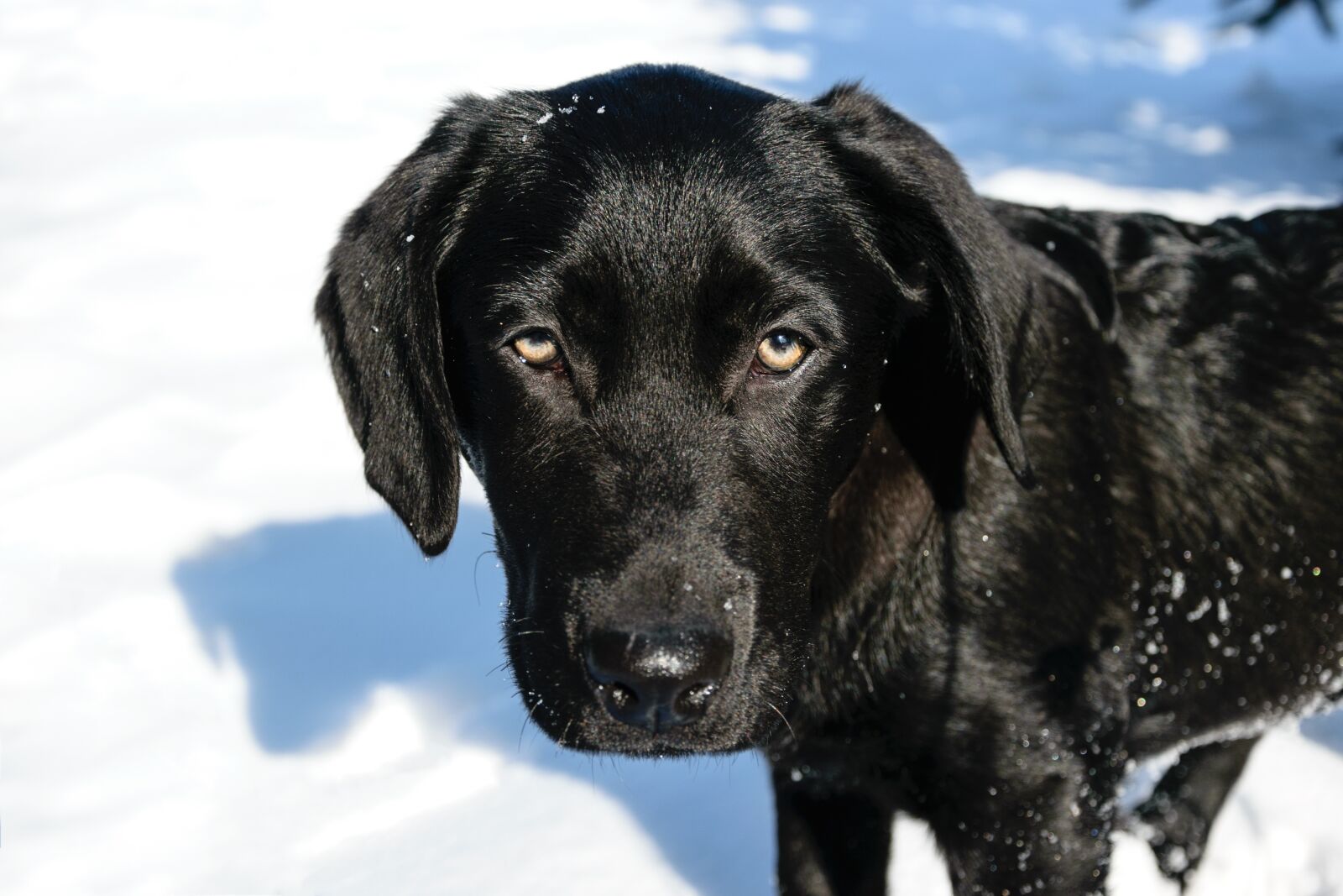 Nikon D5300 sample photo. Small labrador, dog house photography