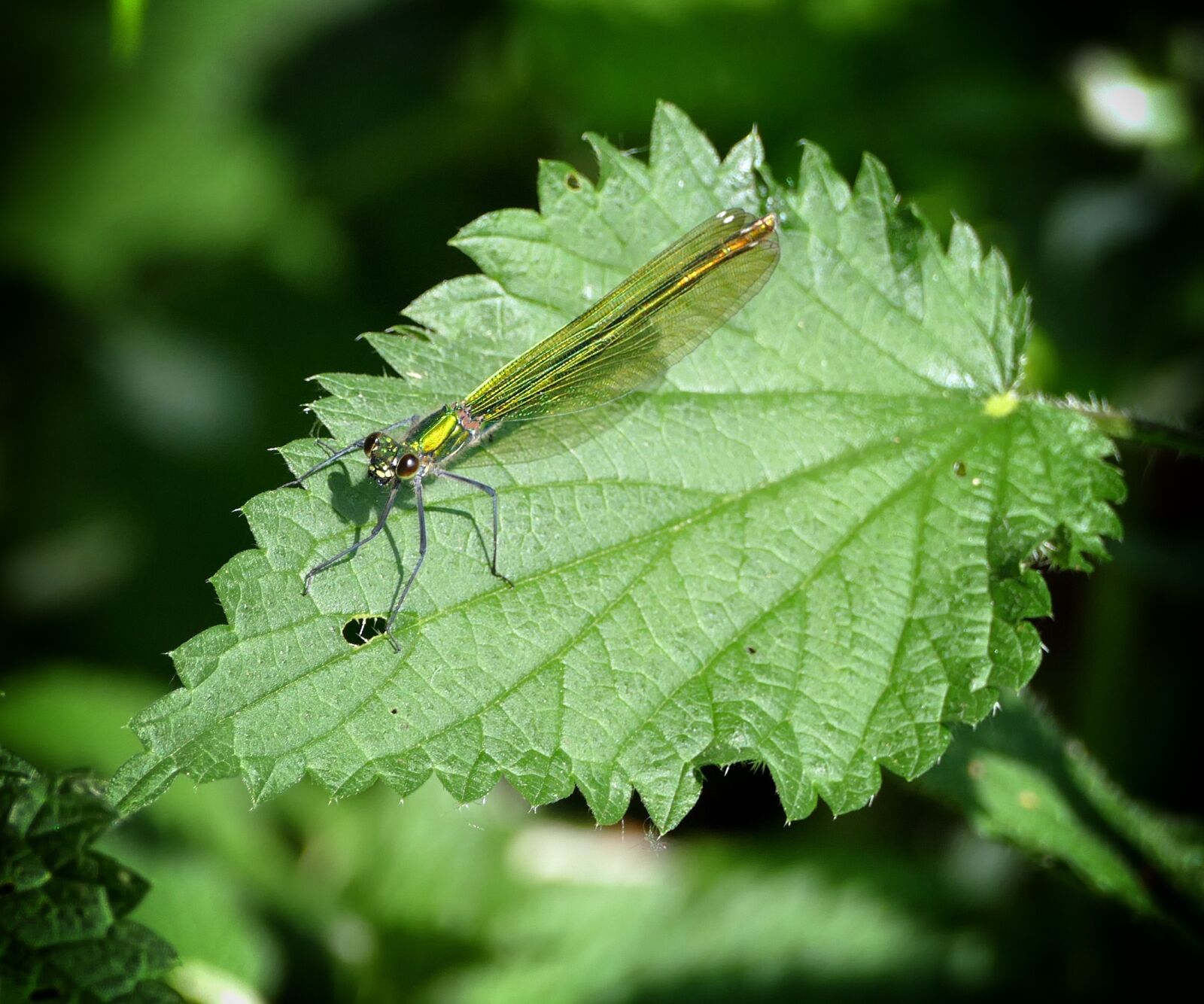 Panasonic Lumix DMC-FZ1000 sample photo. Dragonfly, green, insect photography