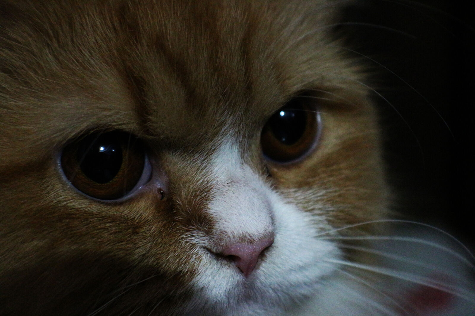 Canon EOS 700D (EOS Rebel T5i / EOS Kiss X7i) sample photo. Animals, beautiful photography