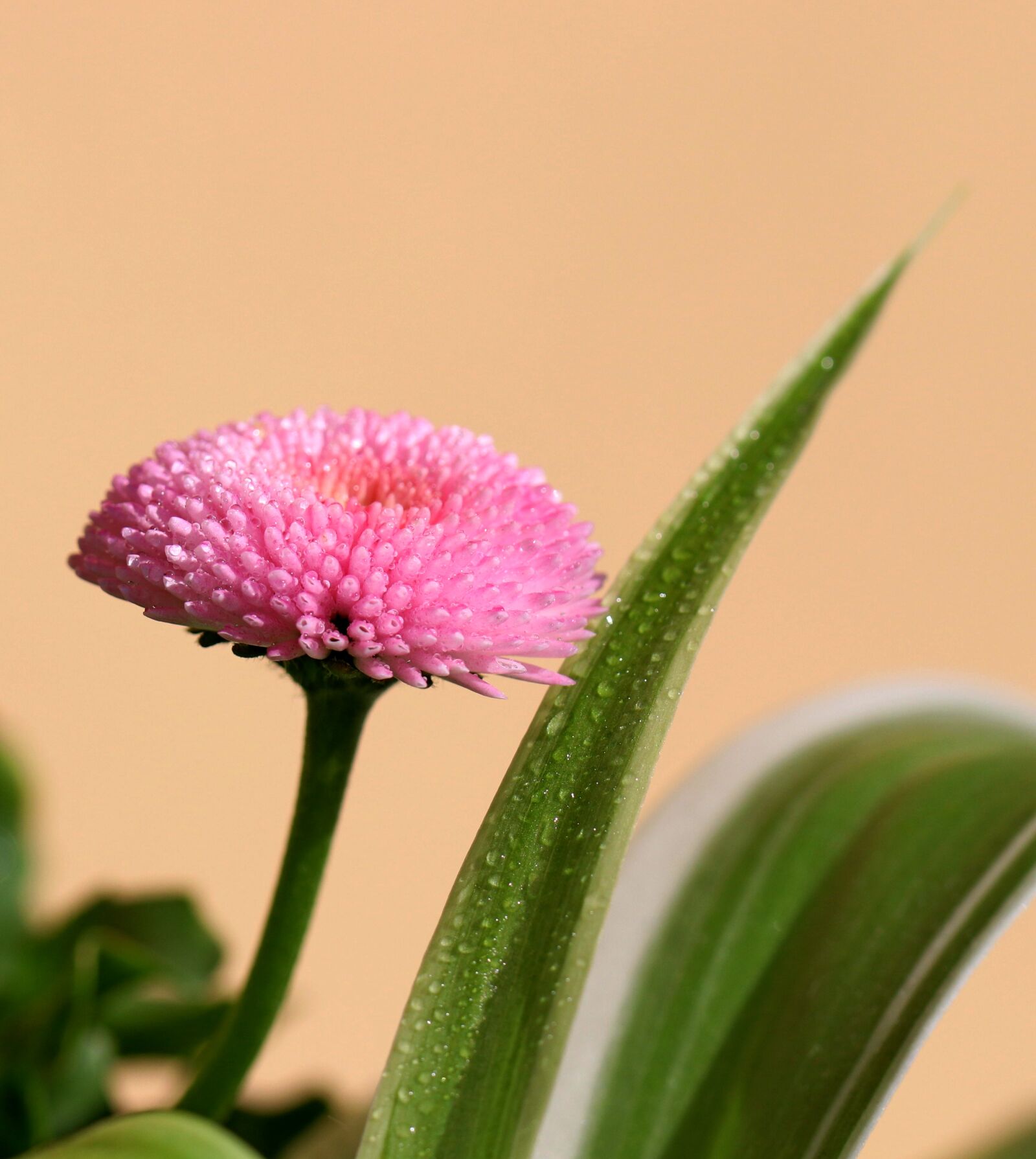 Canon EOS 80D sample photo. Flower, pink, garden photography