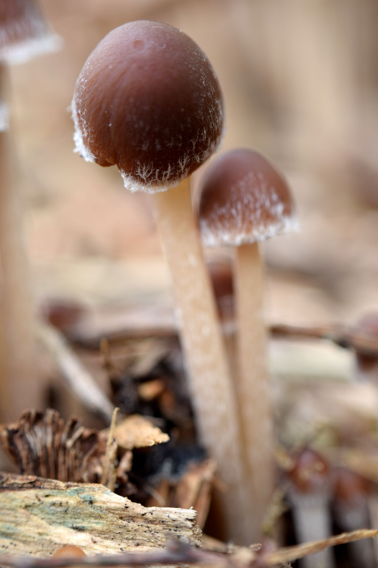 Nikon D5300 sample photo. Mushroom, head, nature photography