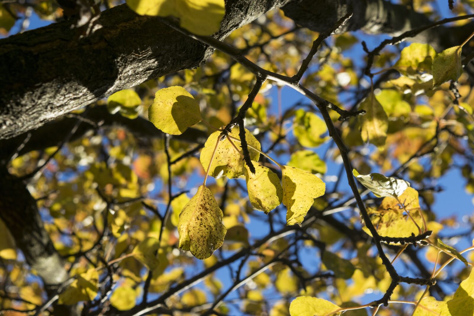 Nikon D5300 sample photo. Leaves, autumn, yellow photography