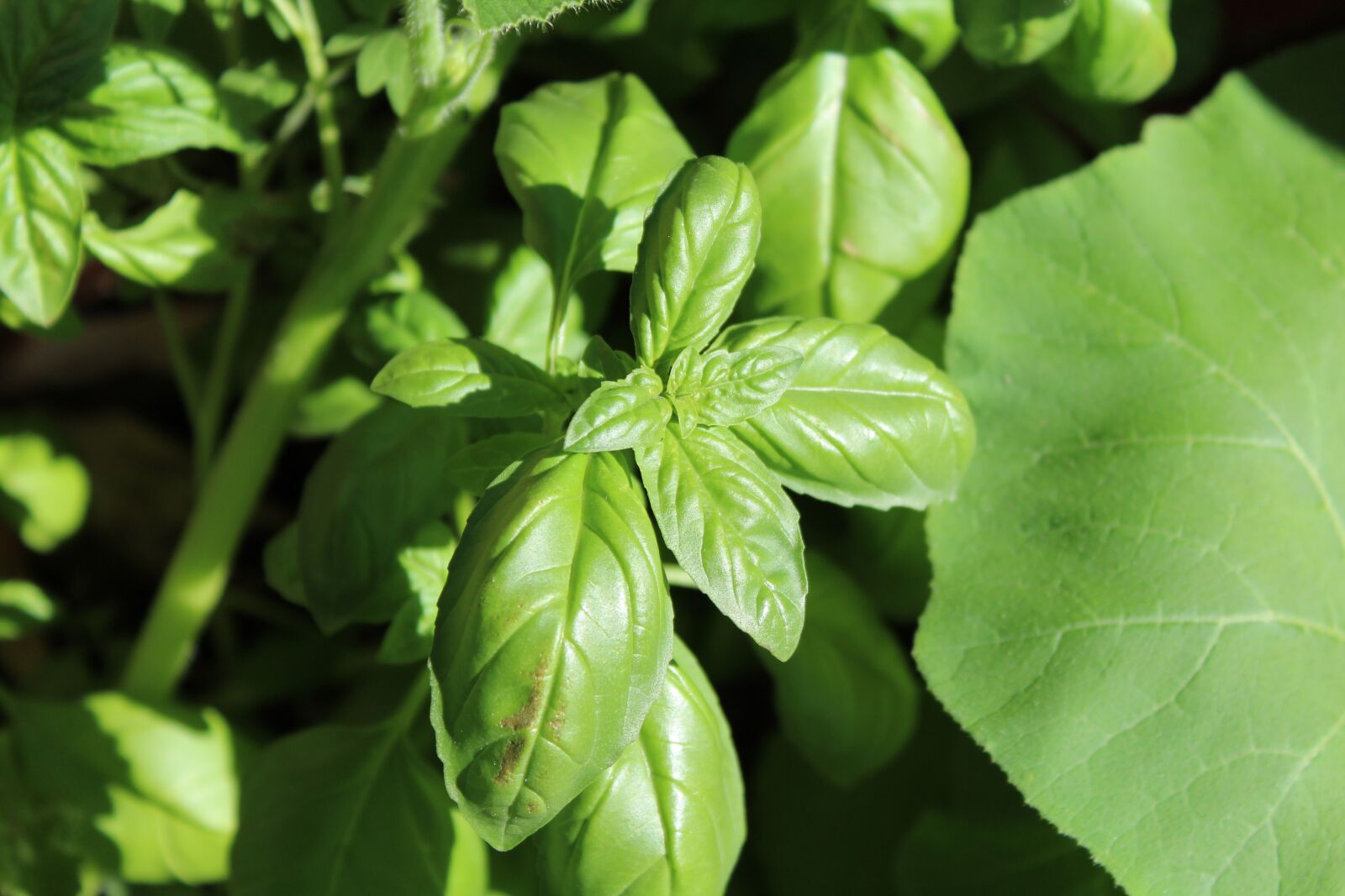 Canon EOS 1300D (EOS Rebel T6 / EOS Kiss X80) sample photo. Basil, nature, green photography