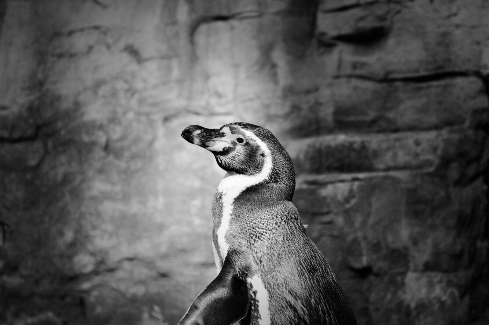Nikon D3200 sample photo. Penguin, bird, water bird photography