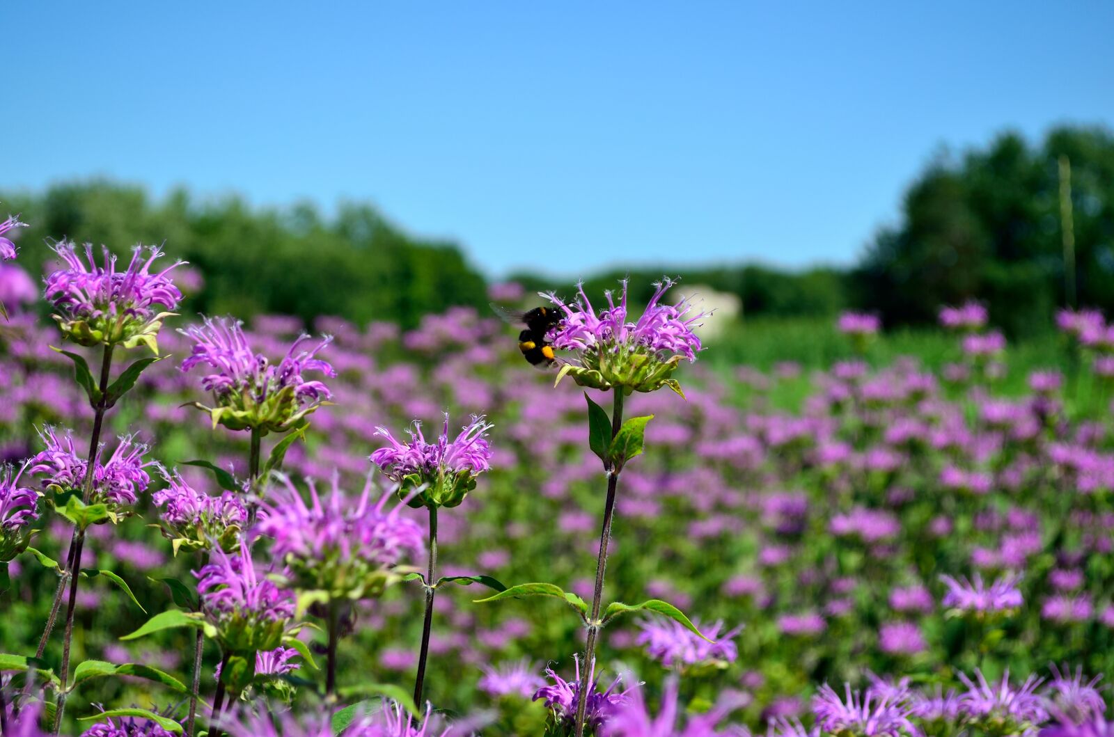 Nikon D5100 sample photo. Summer, flowers, motley grass photography