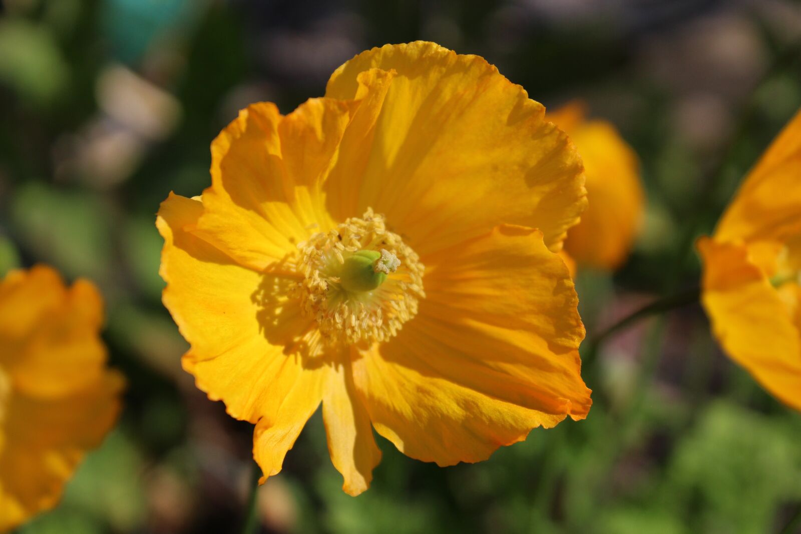Canon EOS 1200D (EOS Rebel T5 / EOS Kiss X70 / EOS Hi) sample photo. Flower, bloom, petals photography