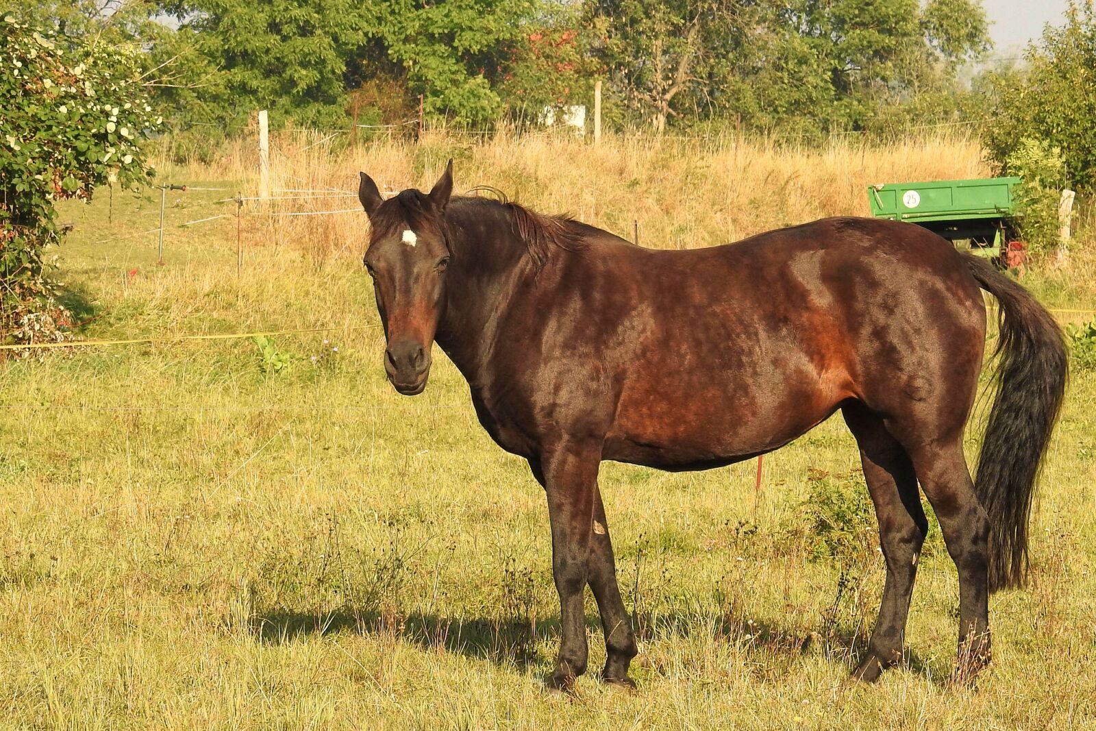 Nikon Coolpix P900 sample photo. Morning sun, horse, pasture photography