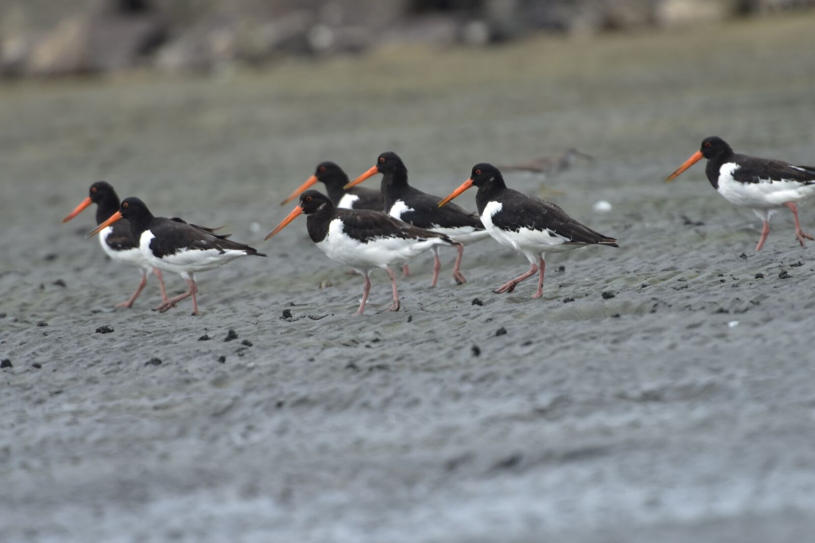 Nikon D810 sample photo. Bird, wild animals, natural photography