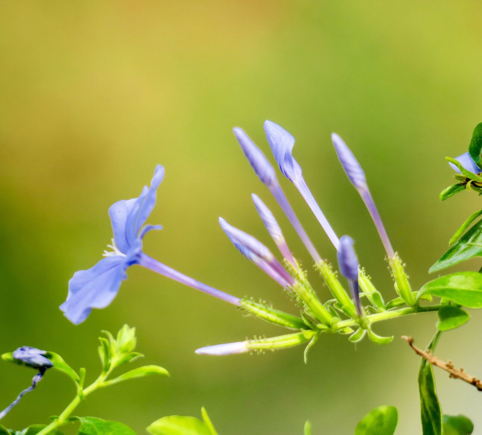 Canon PowerShot G3 X sample photo. Blue flower dan, flower photography