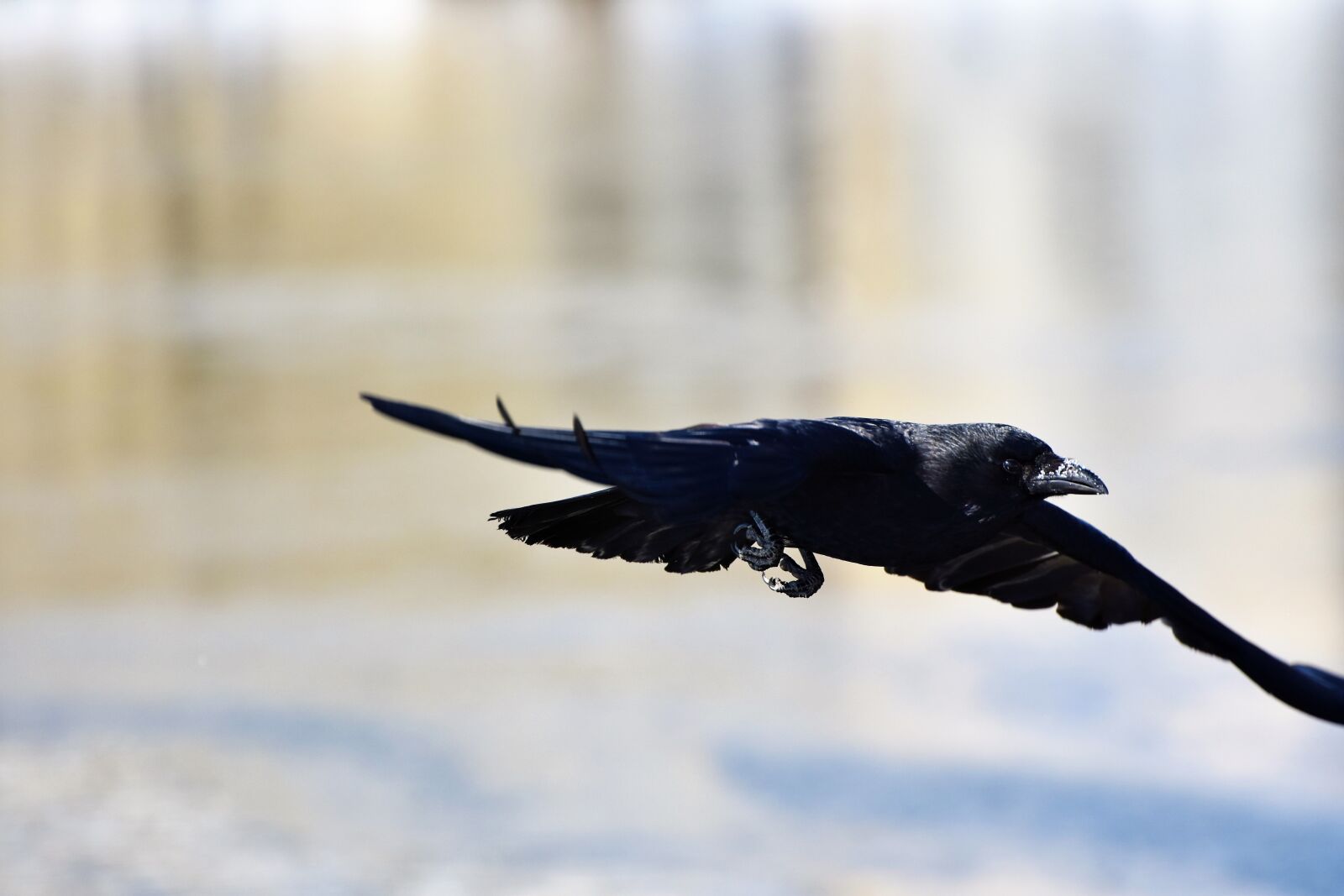 Nikon D7200 sample photo. Raven, crow, raven bird photography