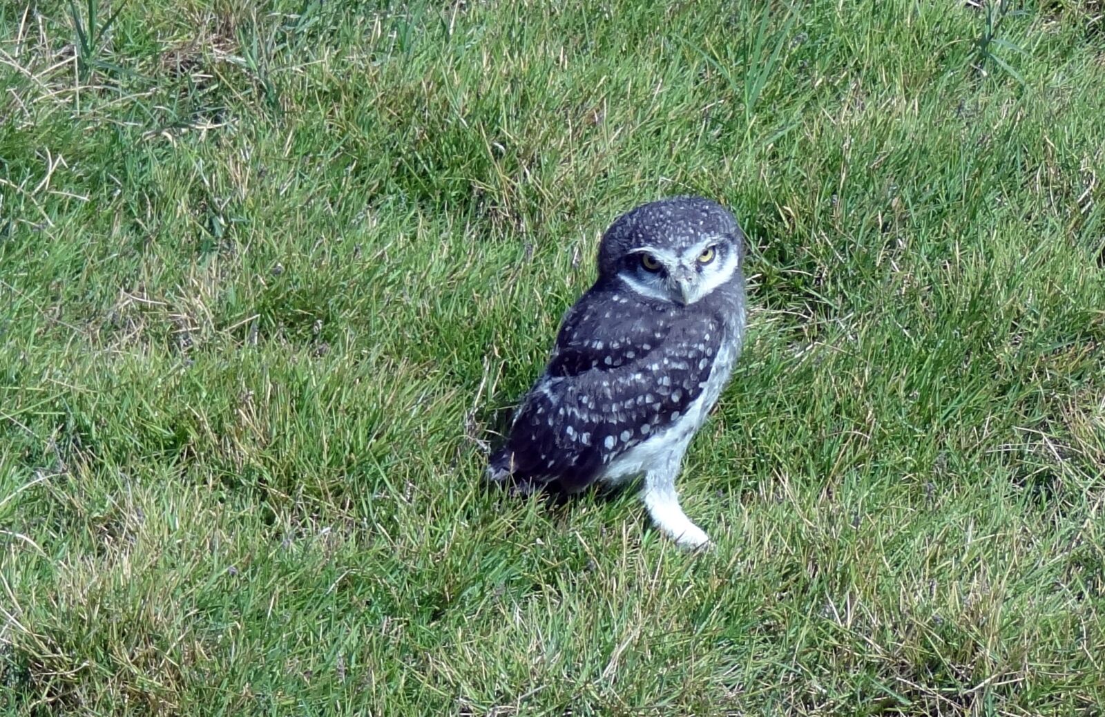 Sony Cyber-shot DSC-HX9V sample photo. Bird, owl, spotted owlet photography