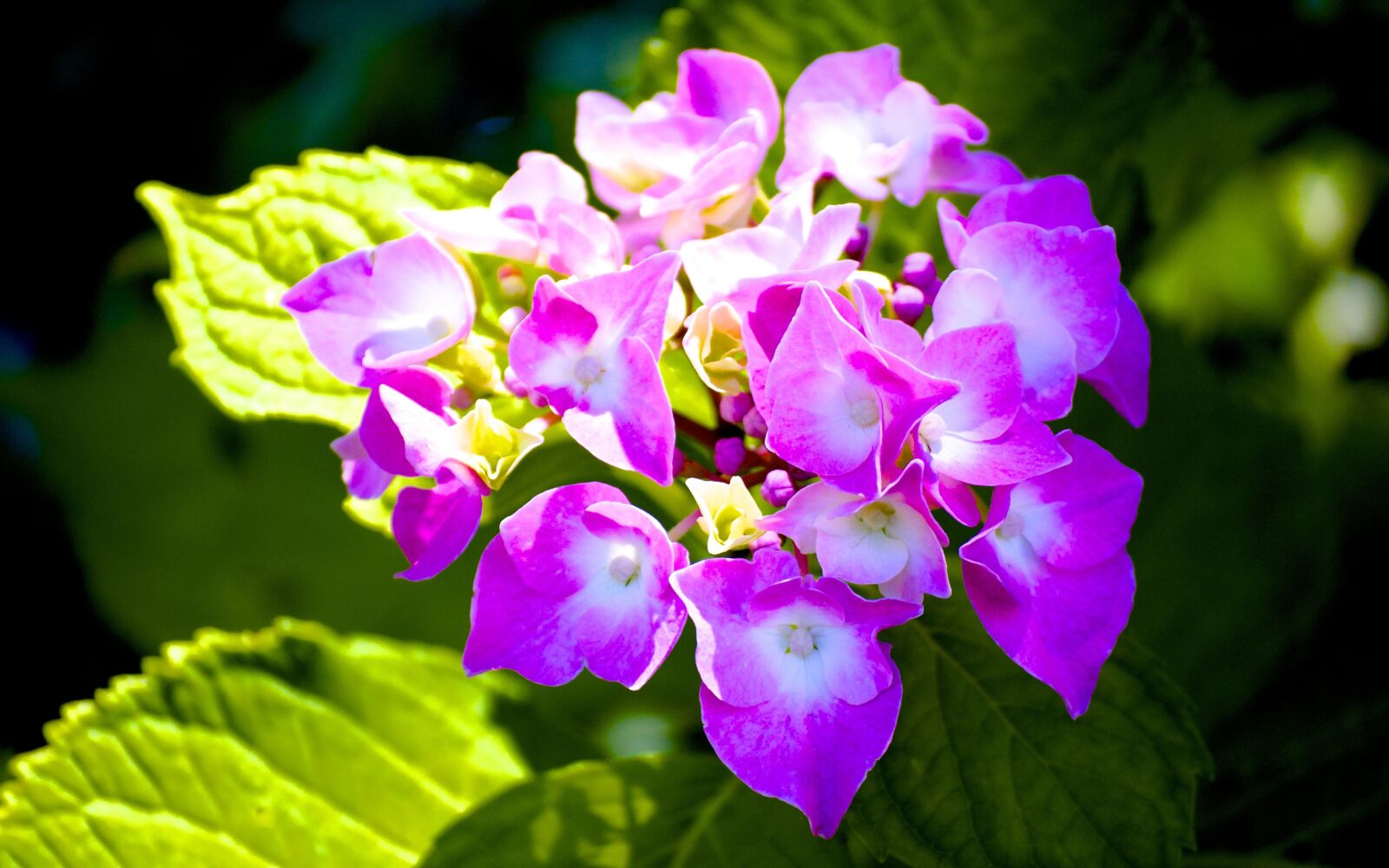 Nikon D5000 sample photo. Flower, beauty, nature photography