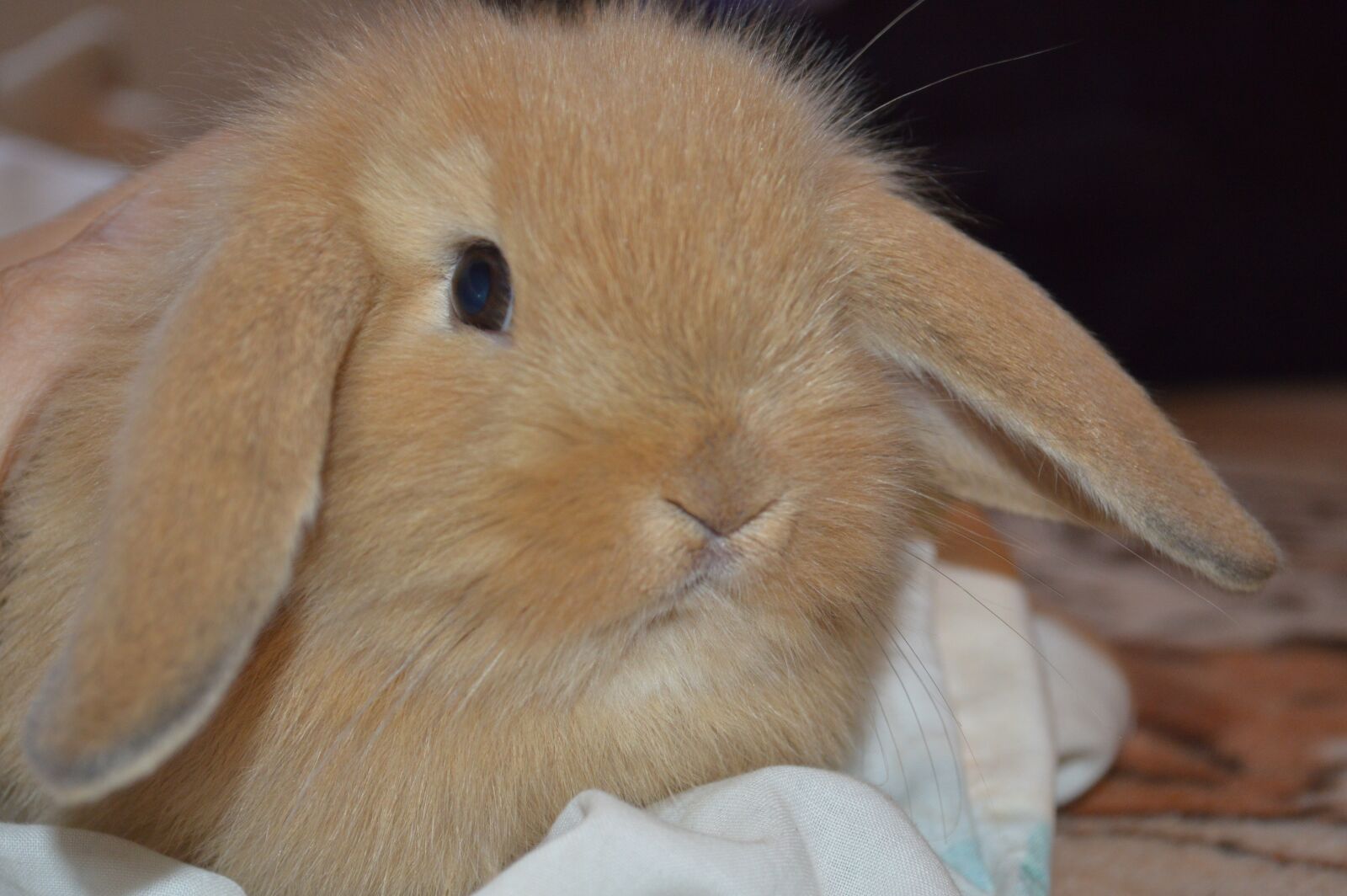 Nikon D3200 sample photo. Animal, tenderness, animals photography
