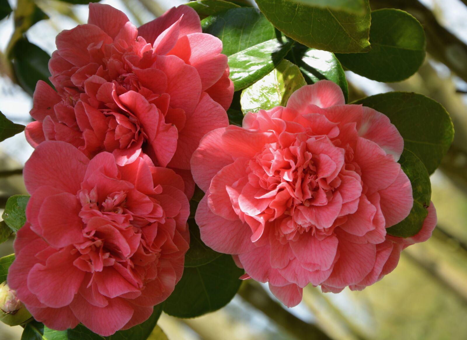 Nikon D5200 sample photo. Flower, plant, flowers of photography