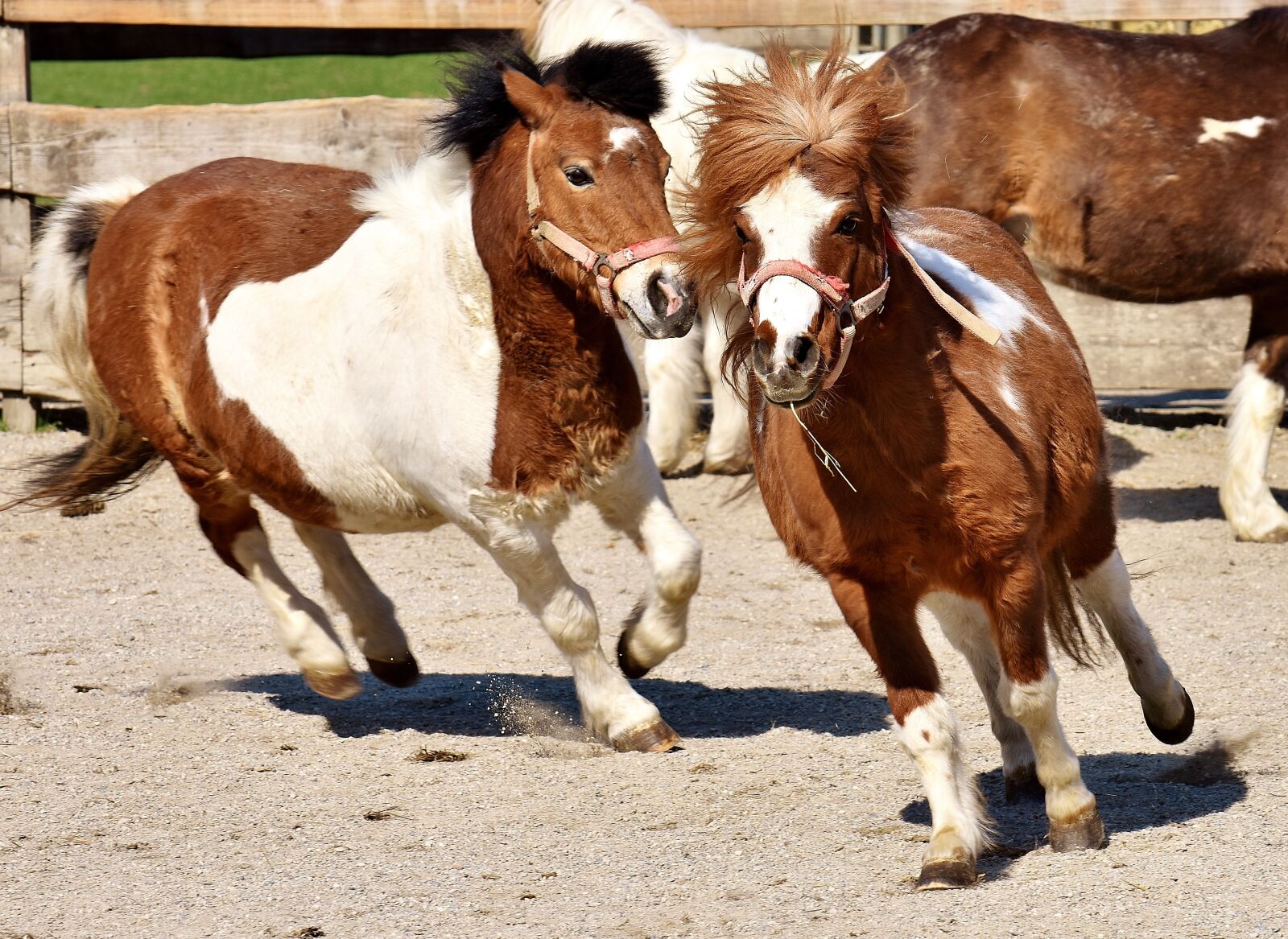 Nikon D7200 sample photo. Horses, play, funny photography