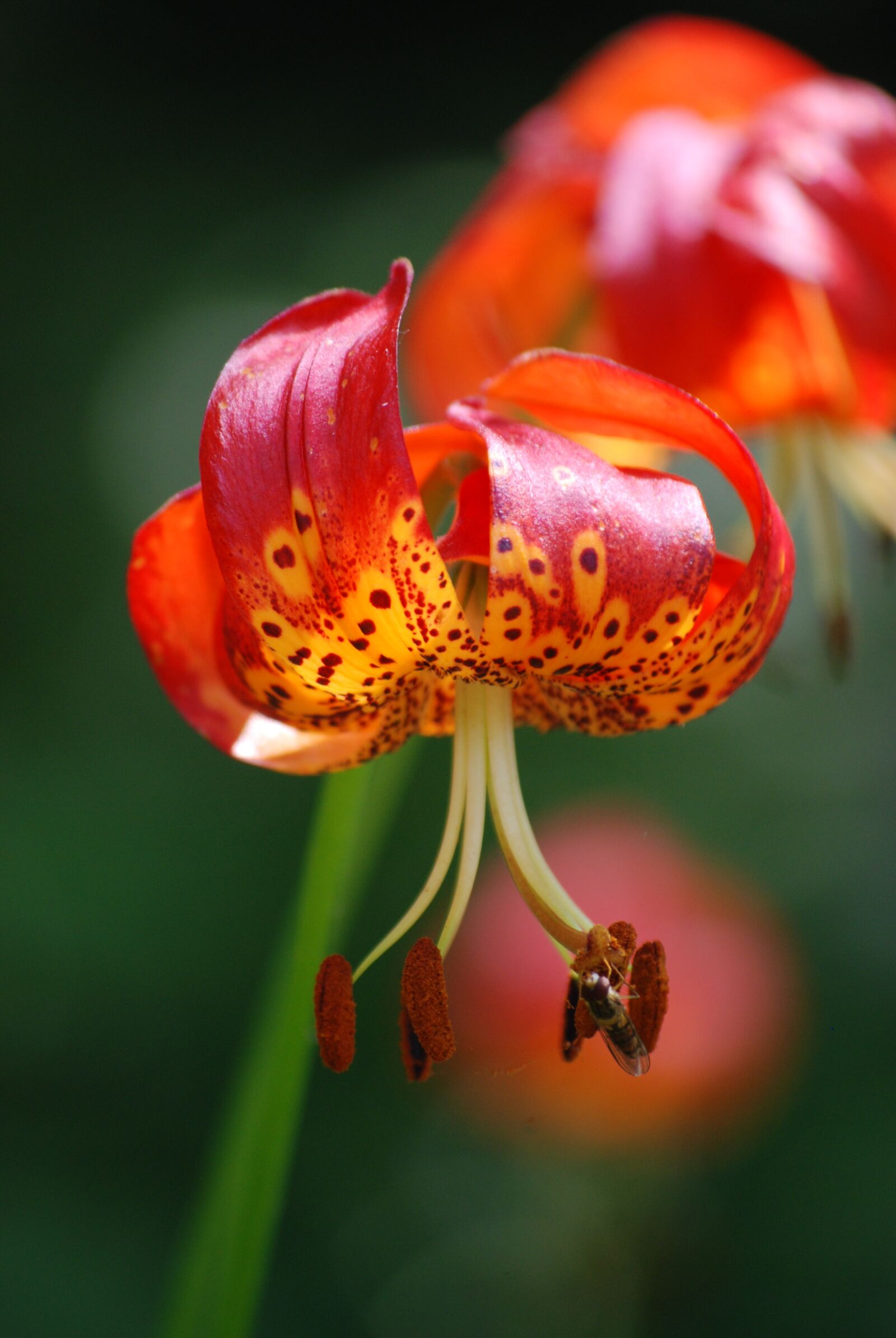 Nikon D40X sample photo. Lily, red petals, flower photography