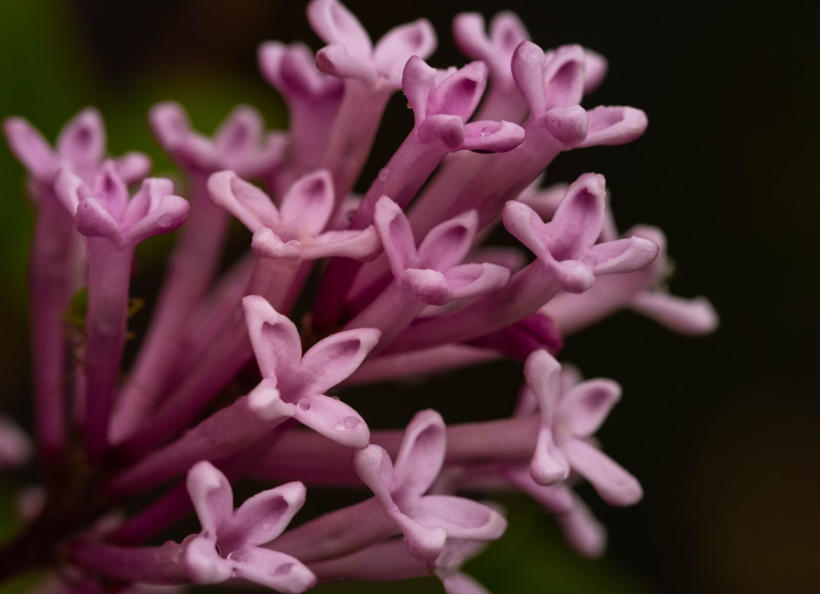 Canon EF 100mm F2.8L Macro IS USM sample photo. Without, lilac, plant photography
