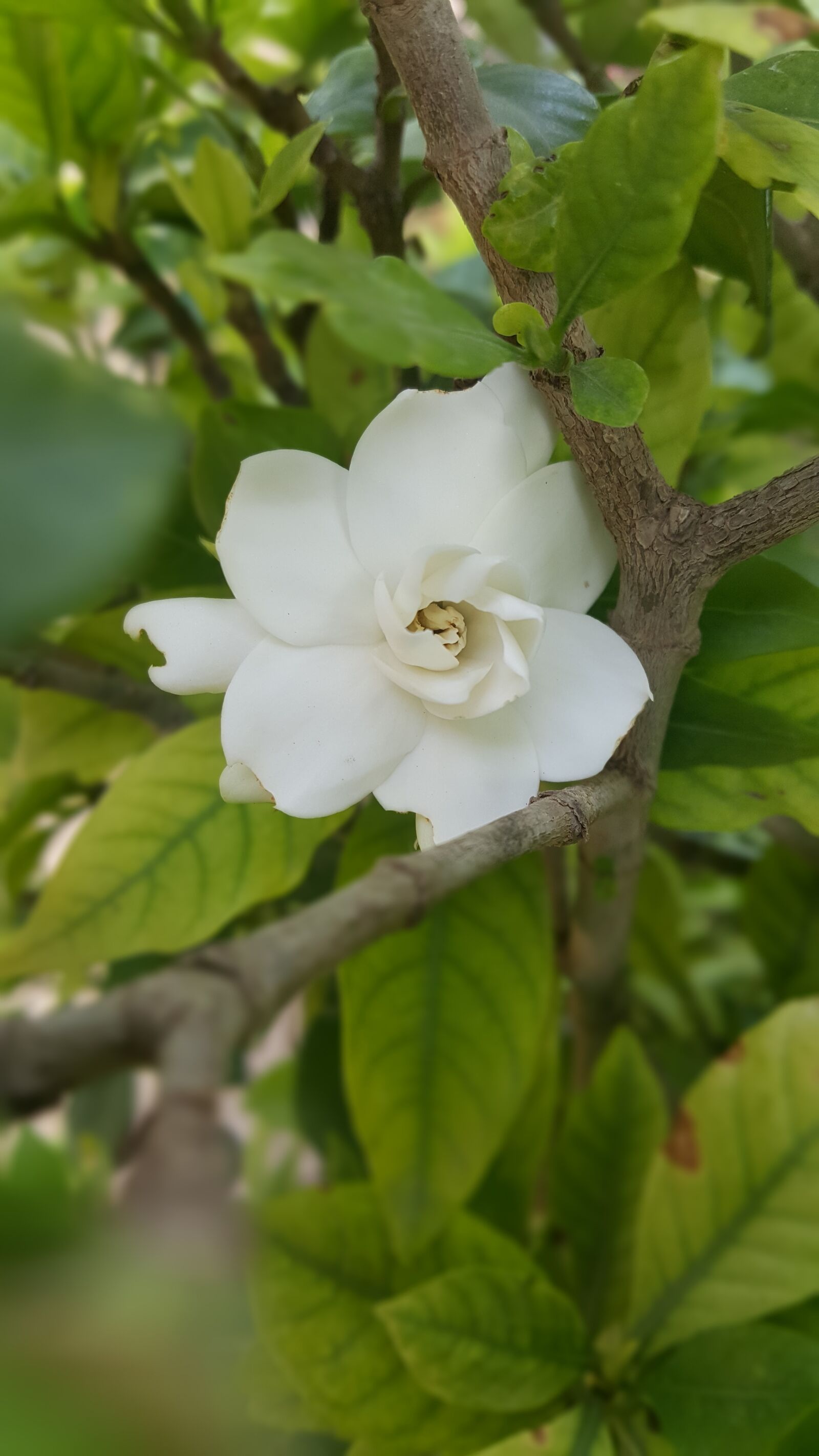 Samsung Galaxy Note5 sample photo. Yellow, green, white photography