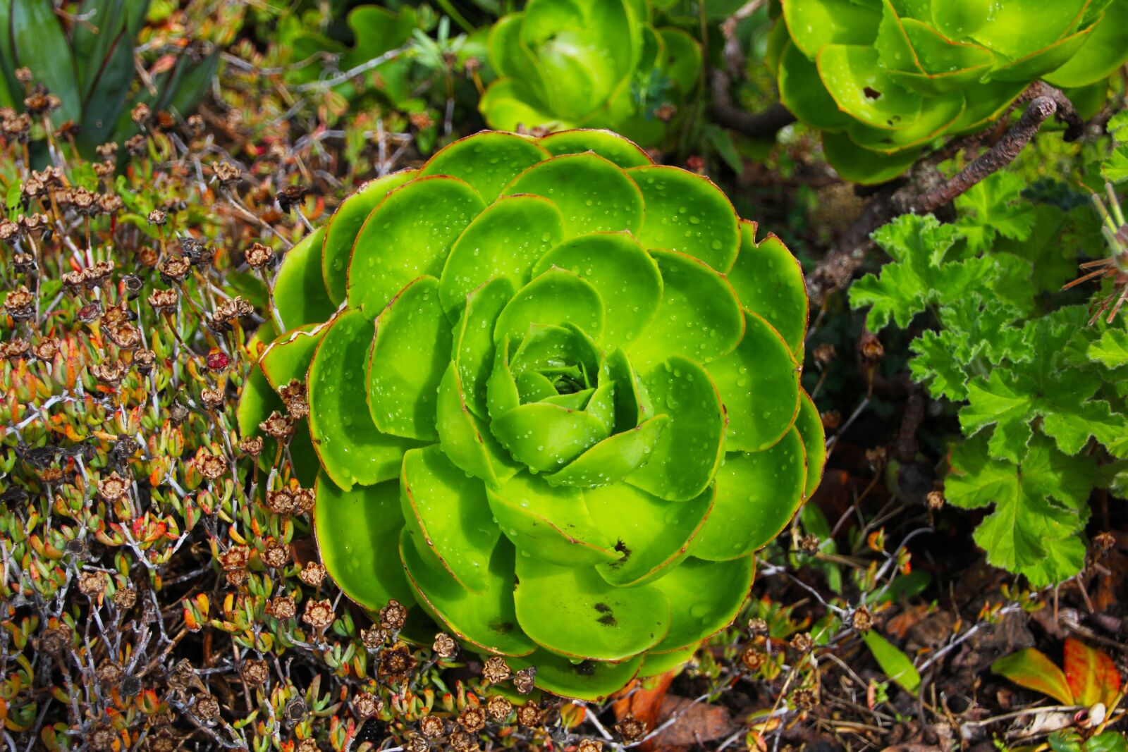 Canon EOS 60D sample photo. Cactus, plant, green photography