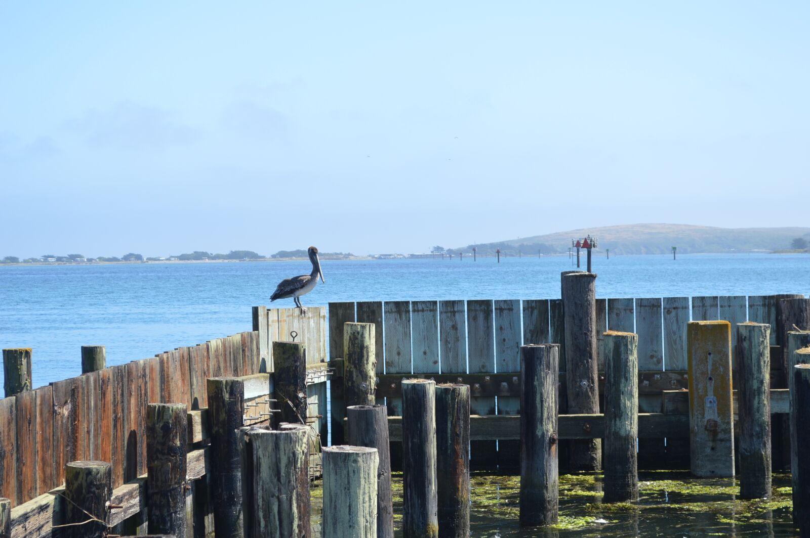 Nikon D3200 sample photo. California, bodega bay, pacific photography