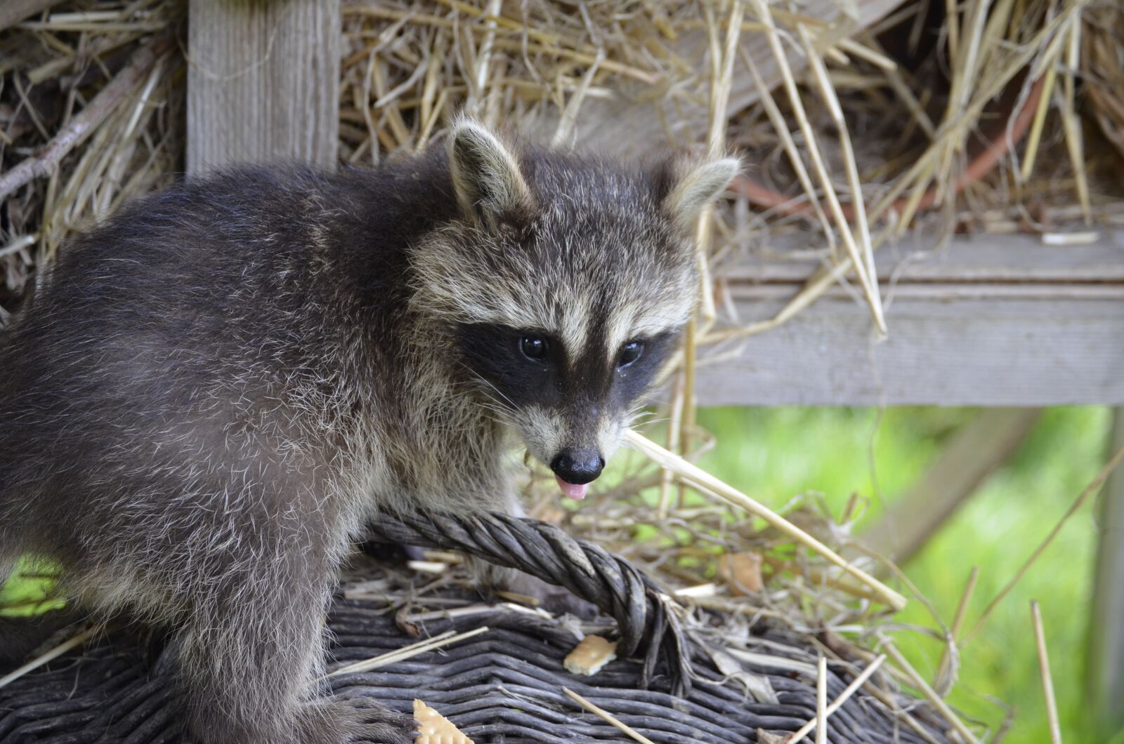Nikon D5100 sample photo. Raccoon, face, sweet photography