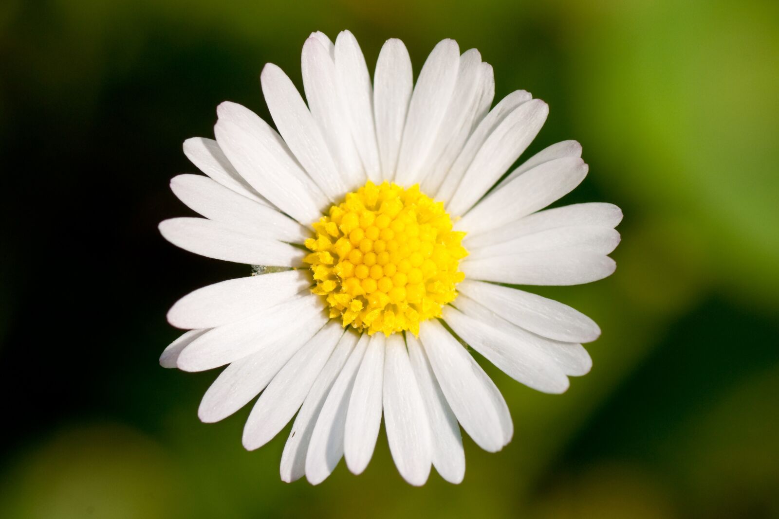 Sony Alpha DSLR-A700 sample photo. Flower, macro, garden photography