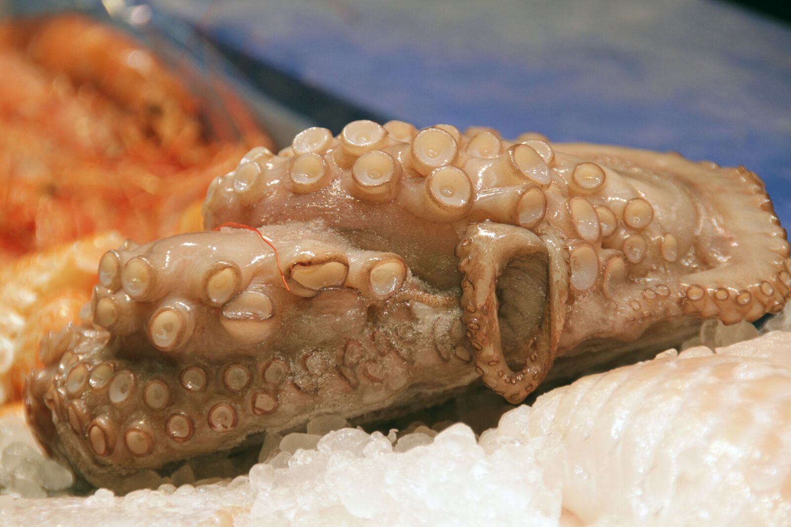 Canon EOS 7D sample photo. Octopus, seafood, tentacle photography