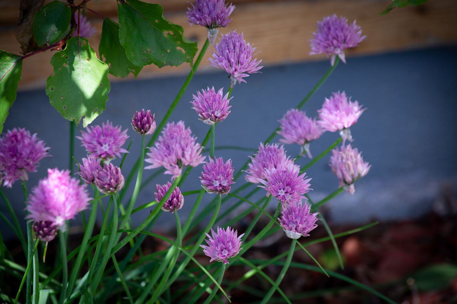 Nikon D7100 sample photo. Chives, flowers, chive flowers photography