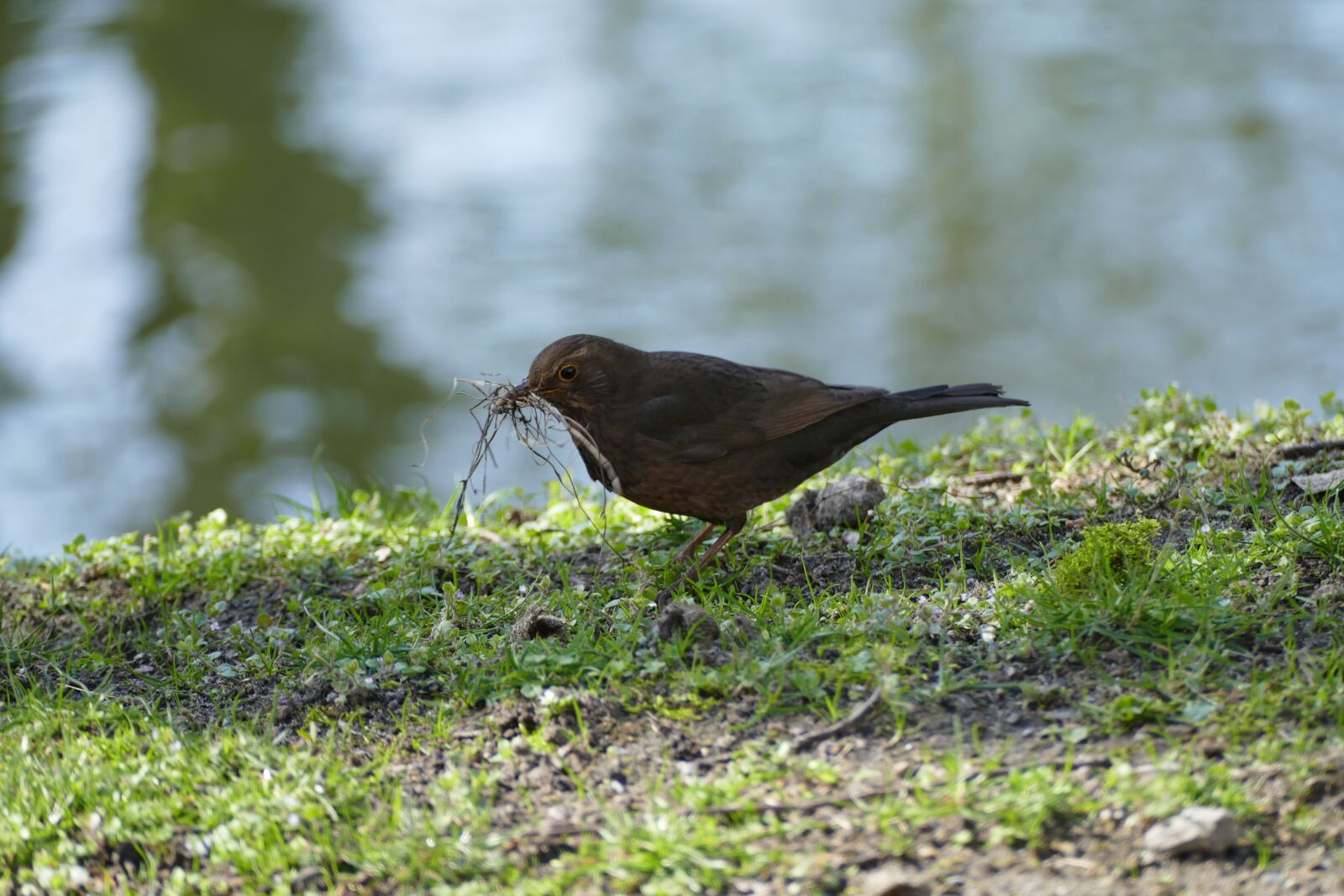 Panasonic Lumix DMC-FZ1000 sample photo. Bird, preparing, for photography